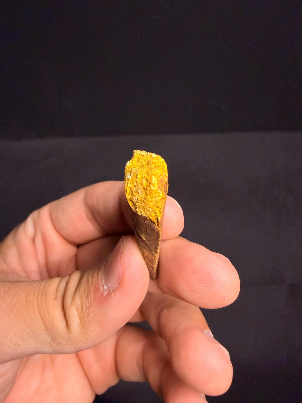 Carcharodontosaurus Dinosaur Tooth - 1.75 inches