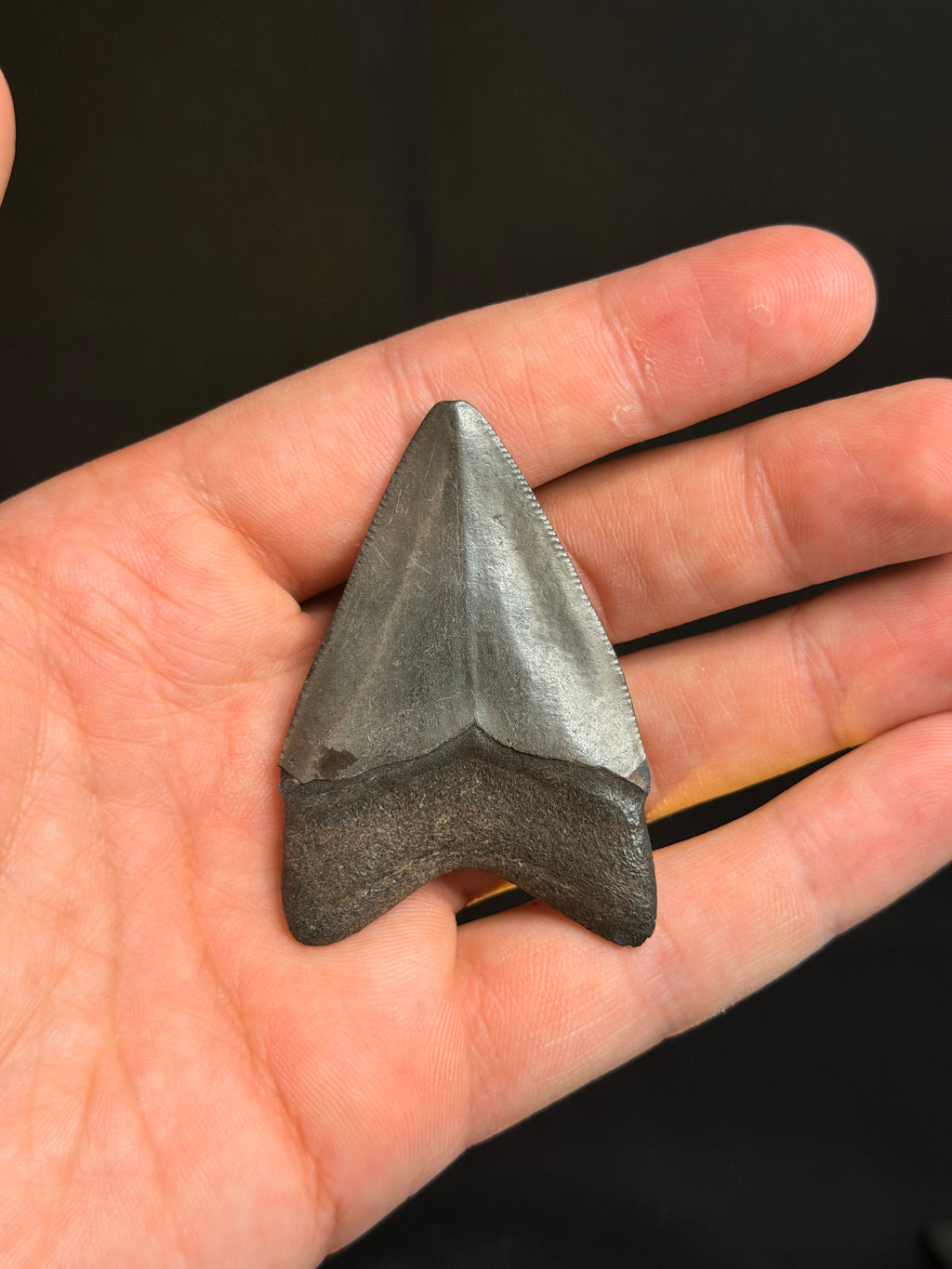 Megalodon Tooth - 2.39" - Georgia rivers