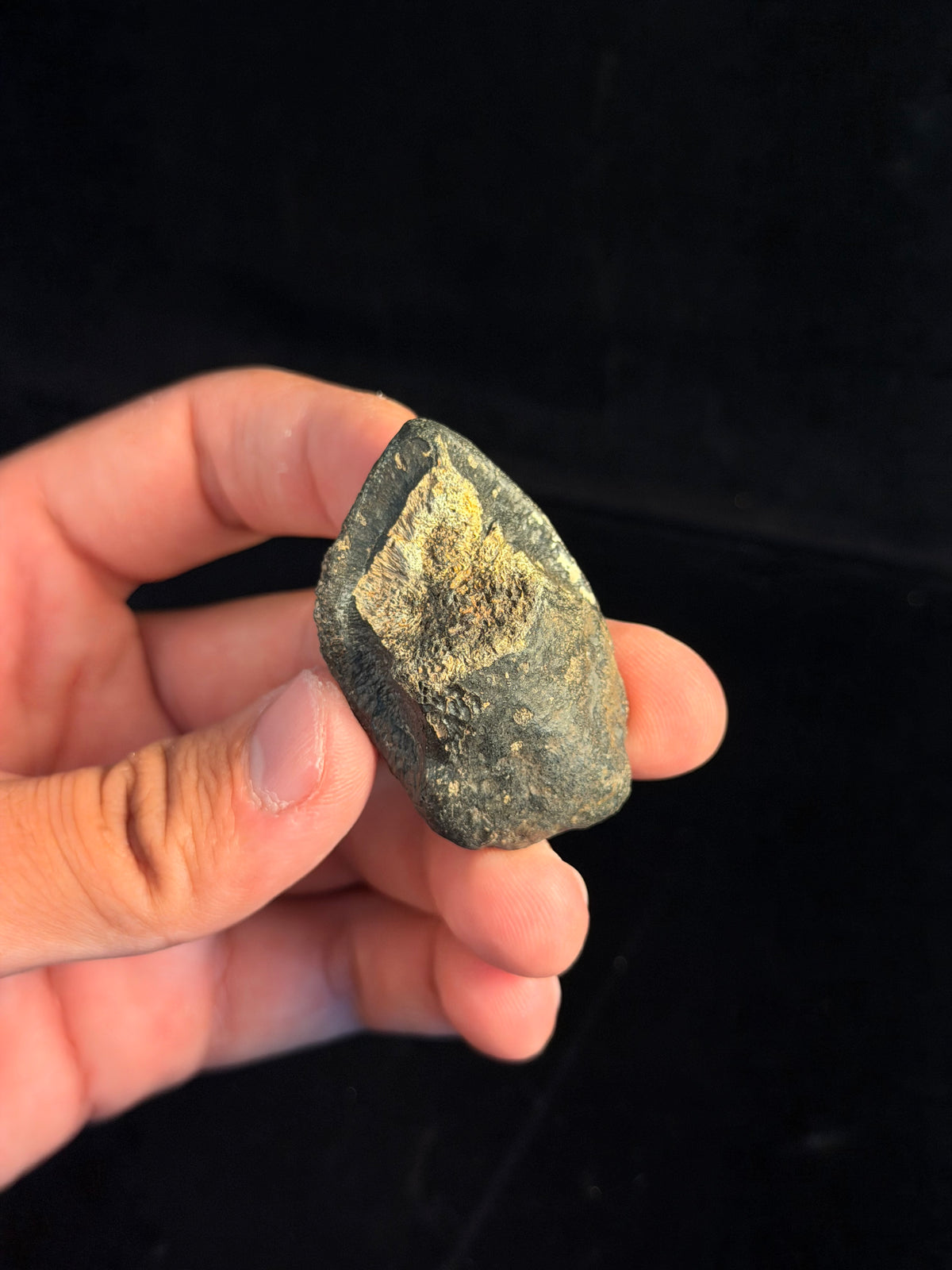 Ankylosaur Scute – 1.90" – Hell Creek Formation, Montana