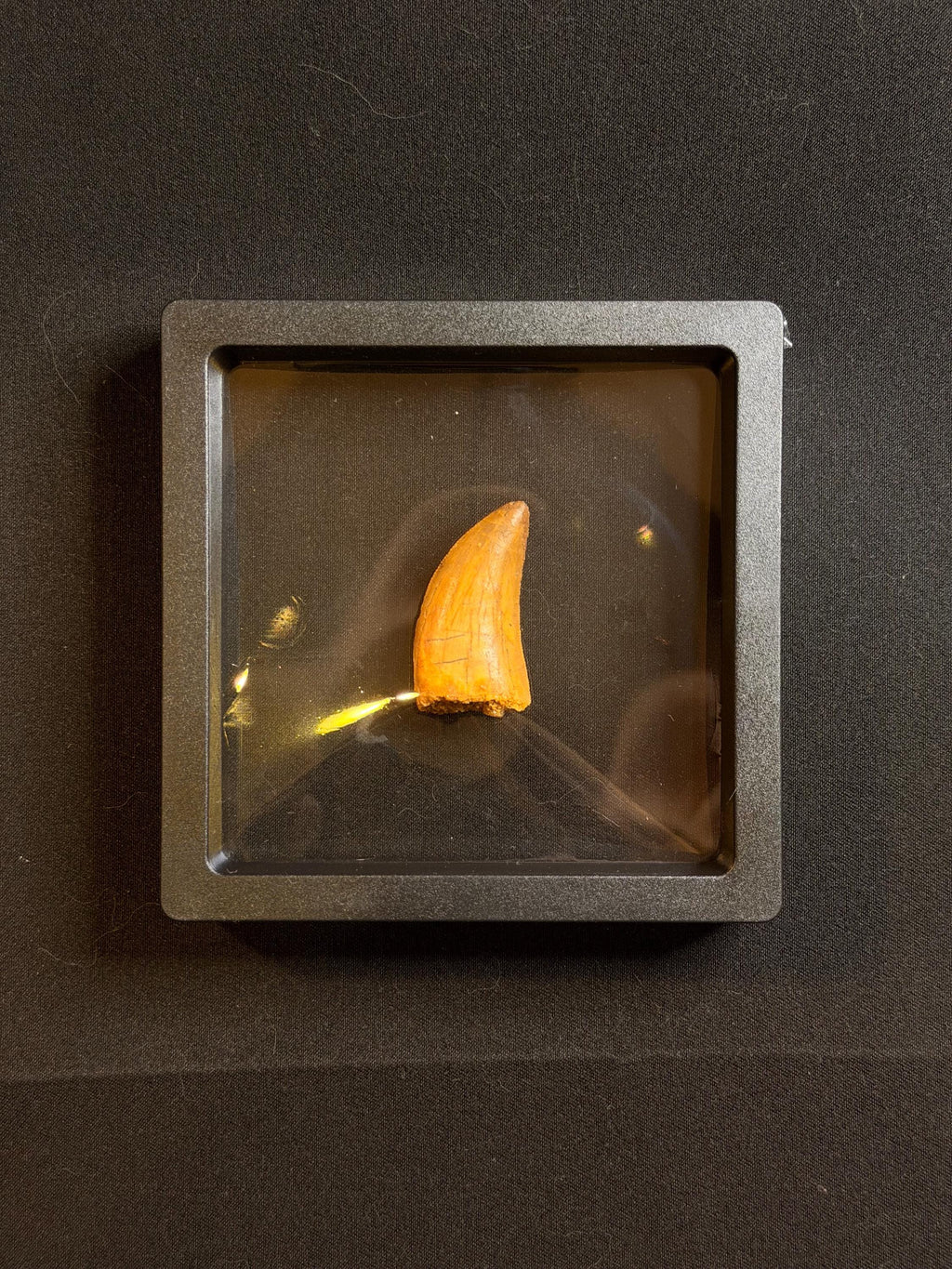 Carcharodontosaurus Dinosaur Tooth - 1.25 inches