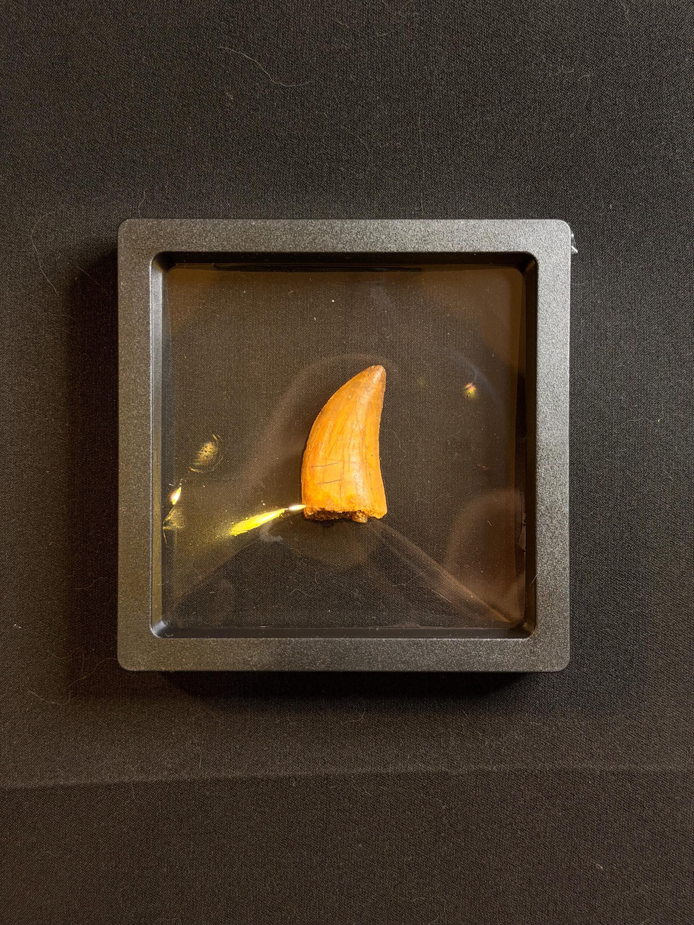 Carcharodontosaurus Dinosaur Tooth - 1.25 inches