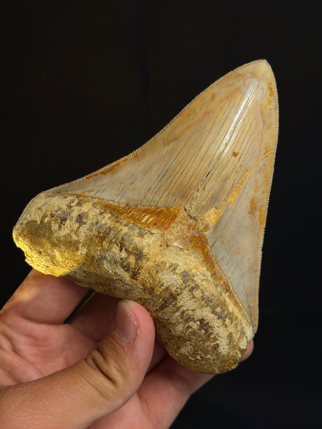 Megalodon Tooth – 4.65” – Indonesia