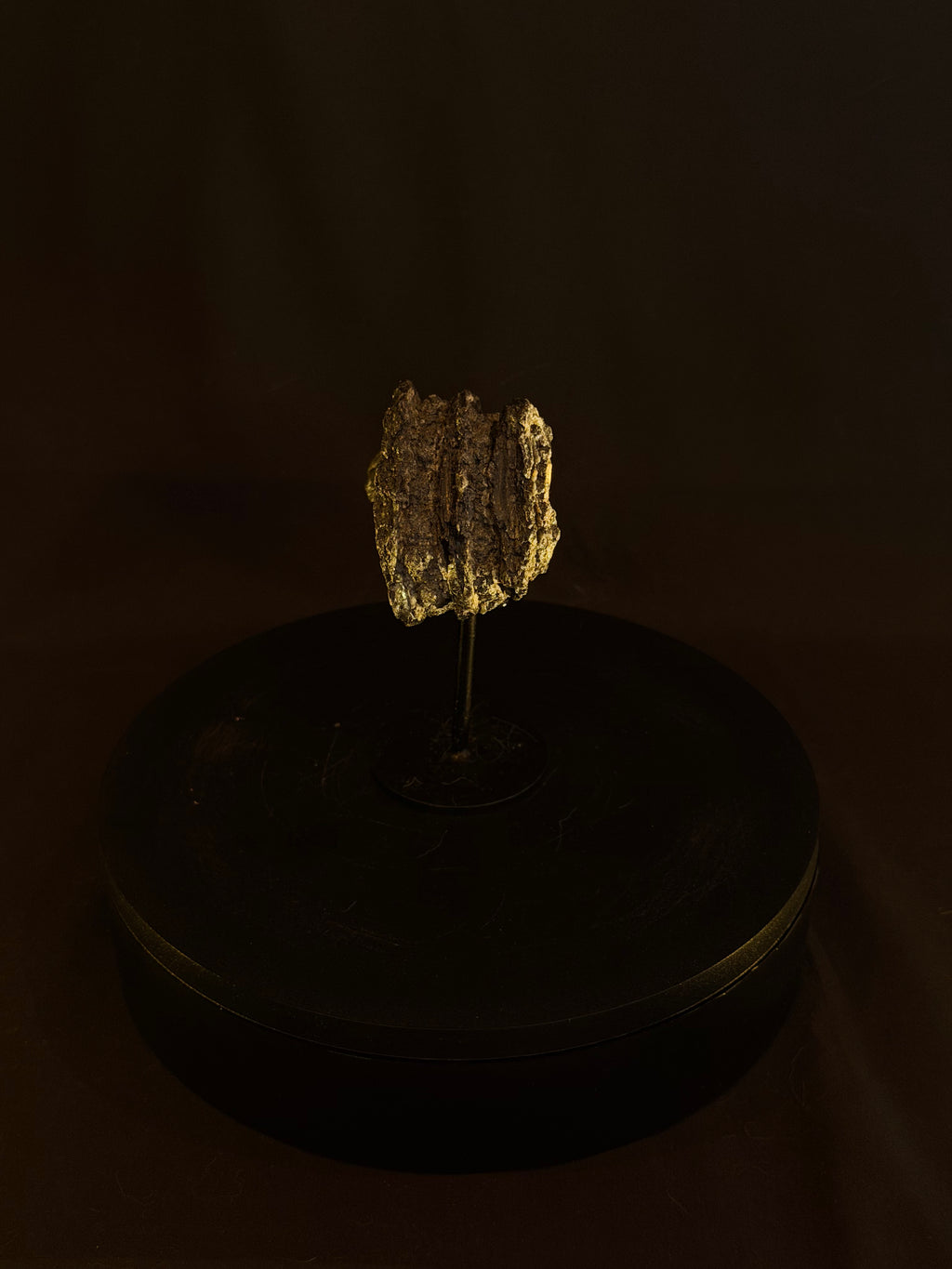 Columbian Mammoth Tooth