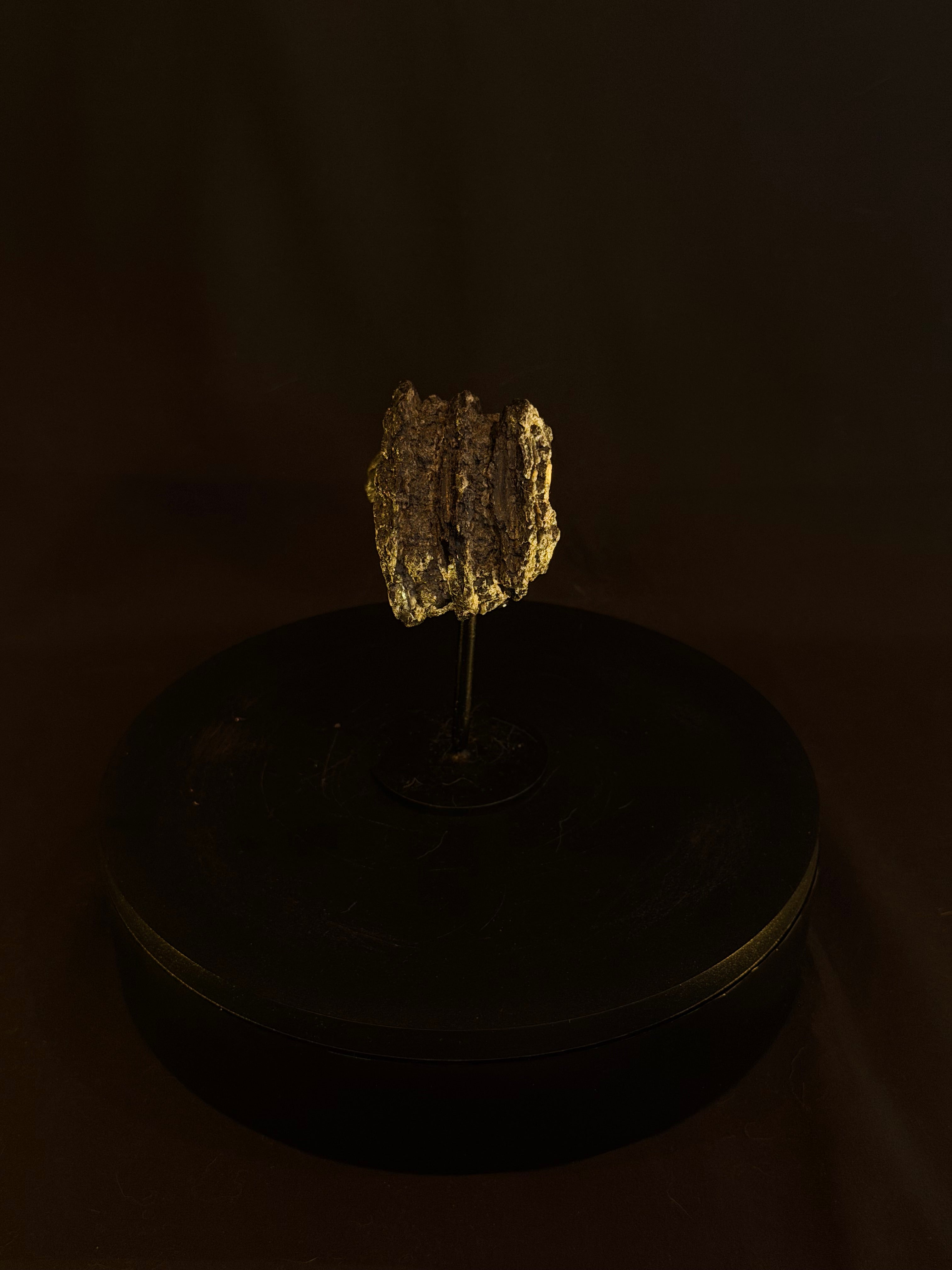 Columbian Mammoth Tooth