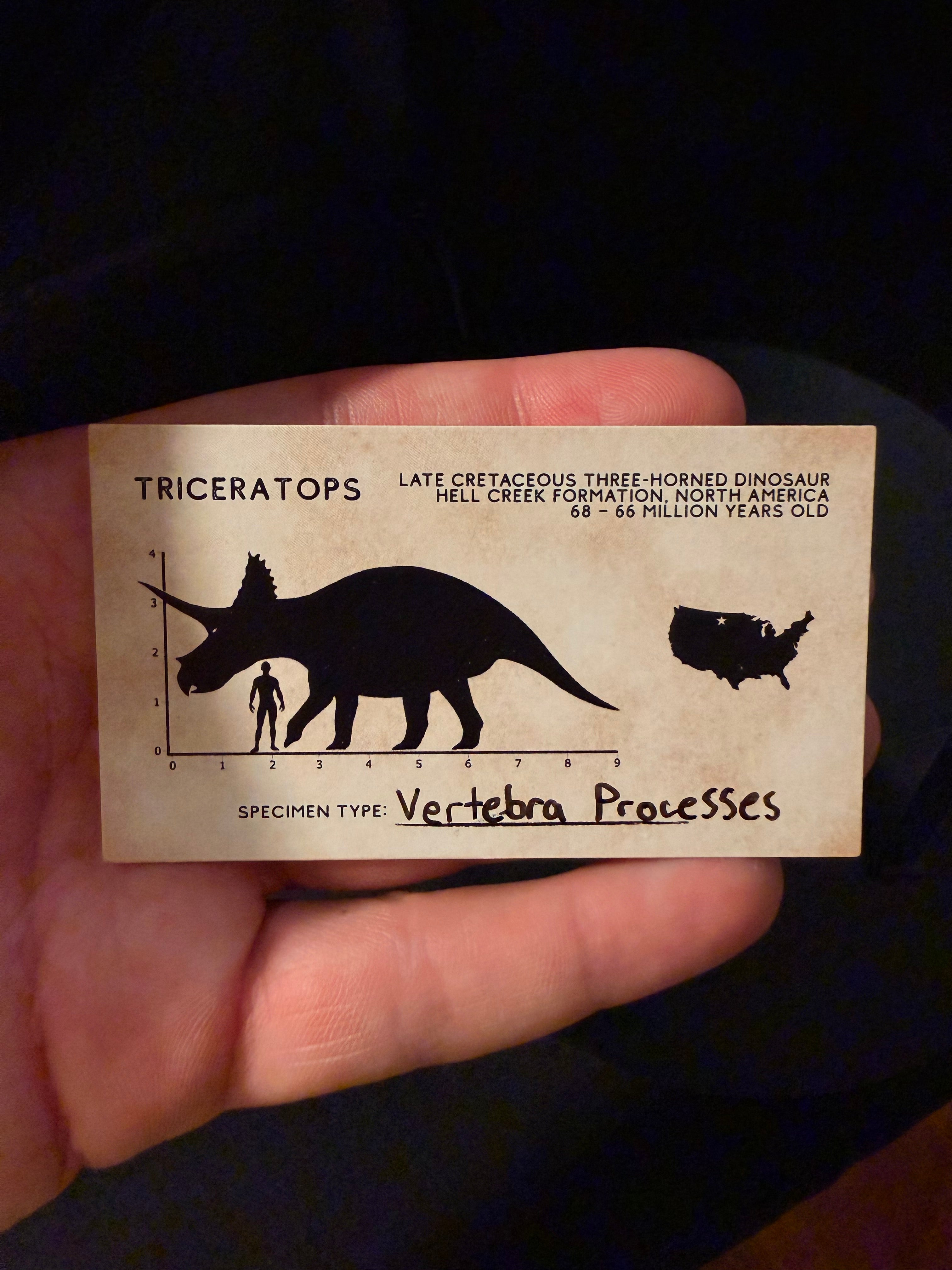 Triceratops Vertebra Processes - Hell Creek Formation