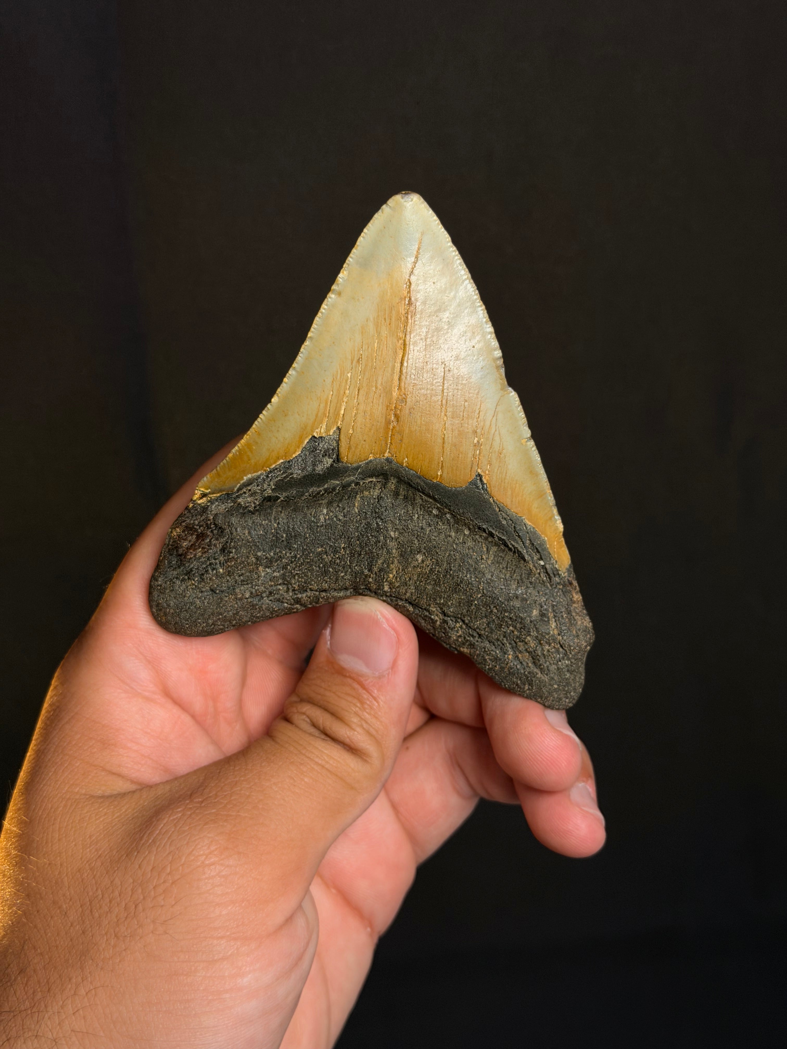 Megalodon Tooth - 3.81" - Ledge, North Carolina