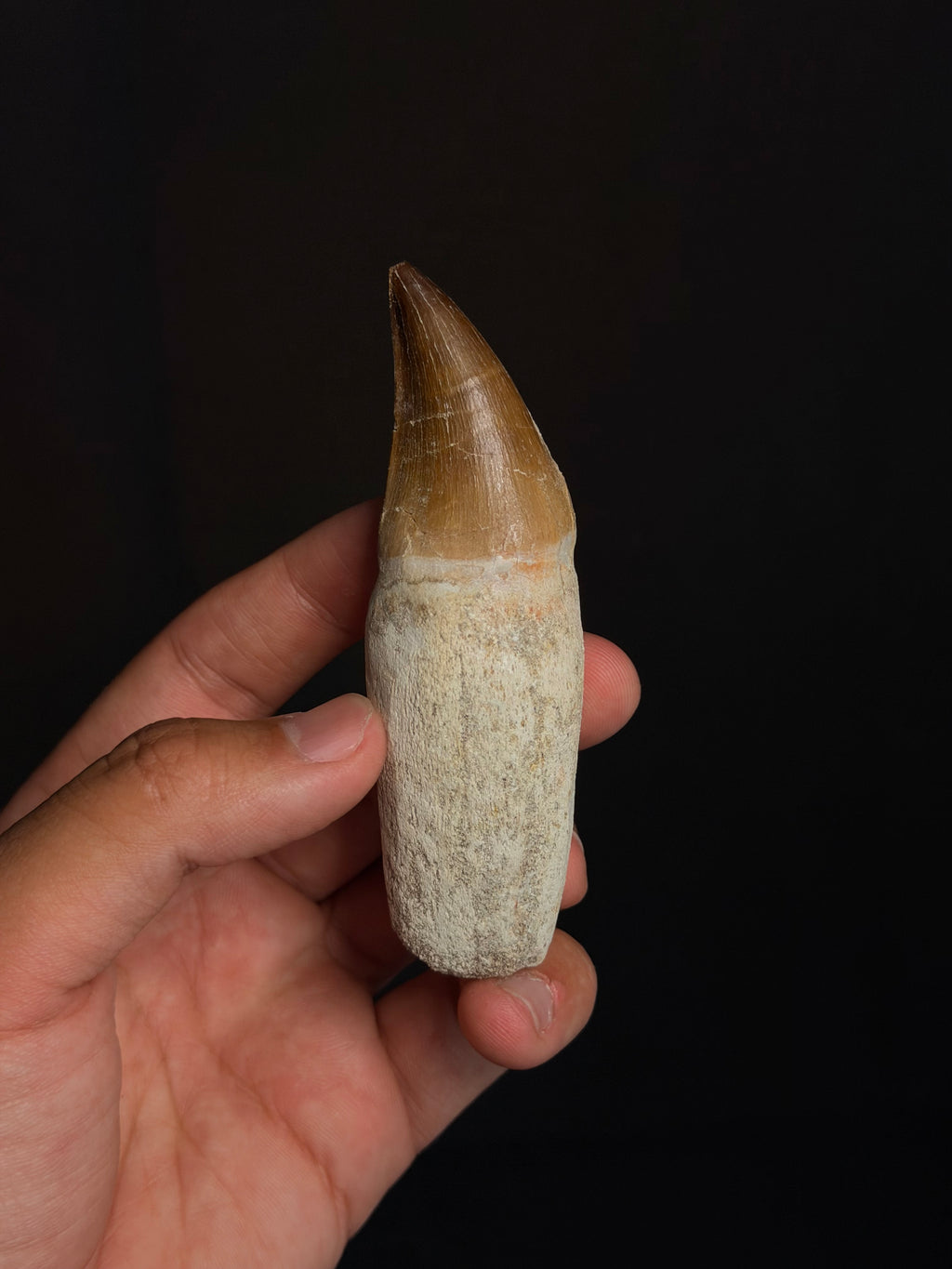 Rooted Mosasaur Tooth - 3.97” - Morocco