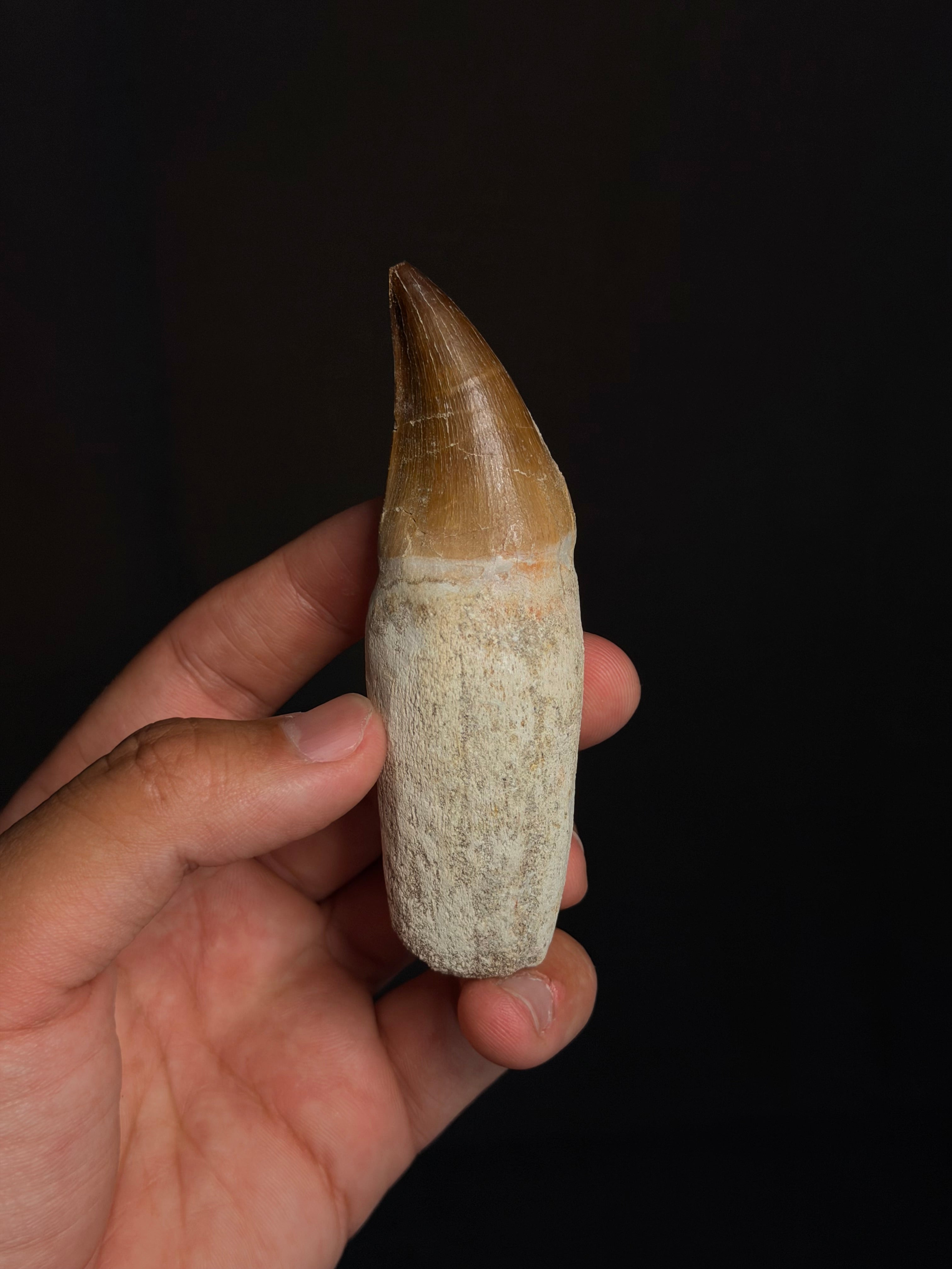 Rooted Mosasaur Tooth - 3.97” - Morocco