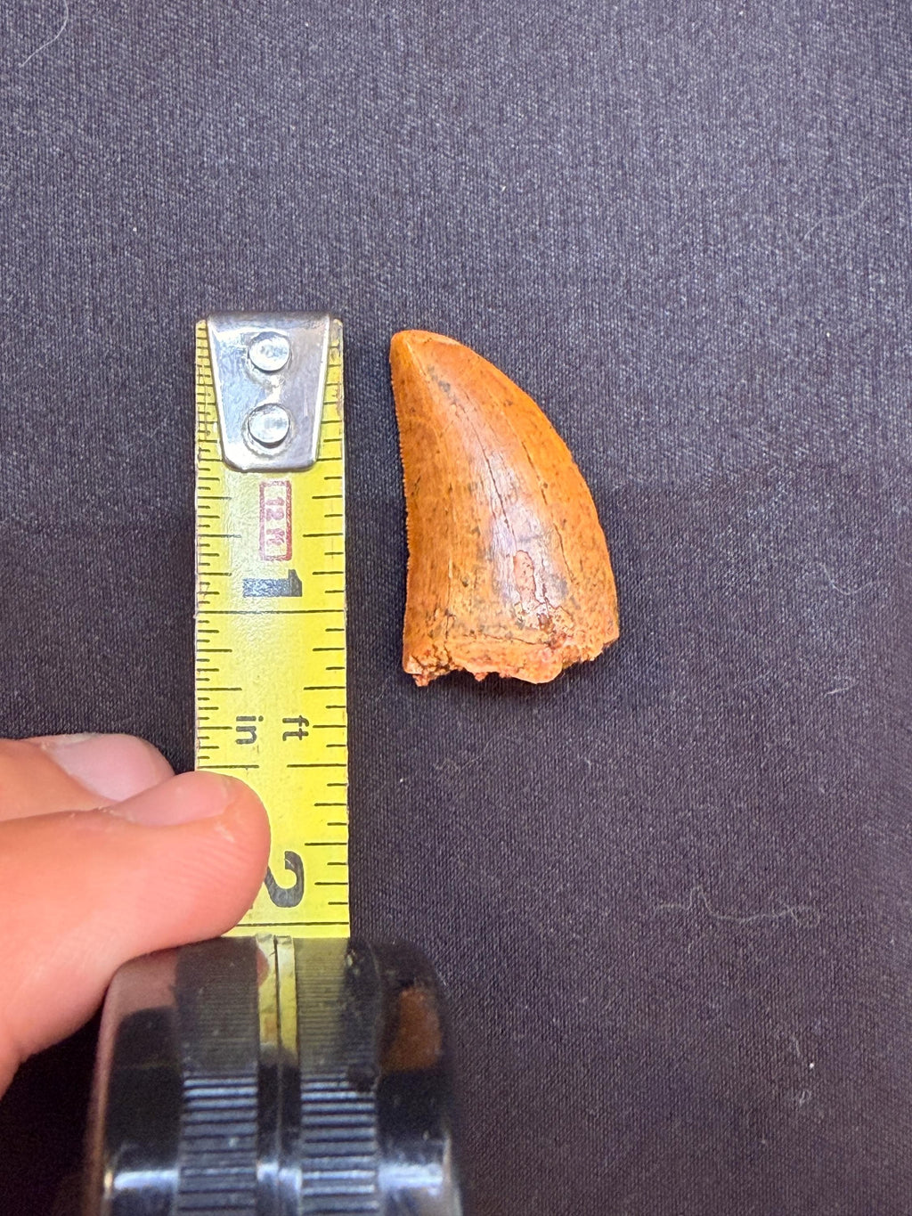 Carcharodontosaurus Dinosaur Tooth - 1.25 inches