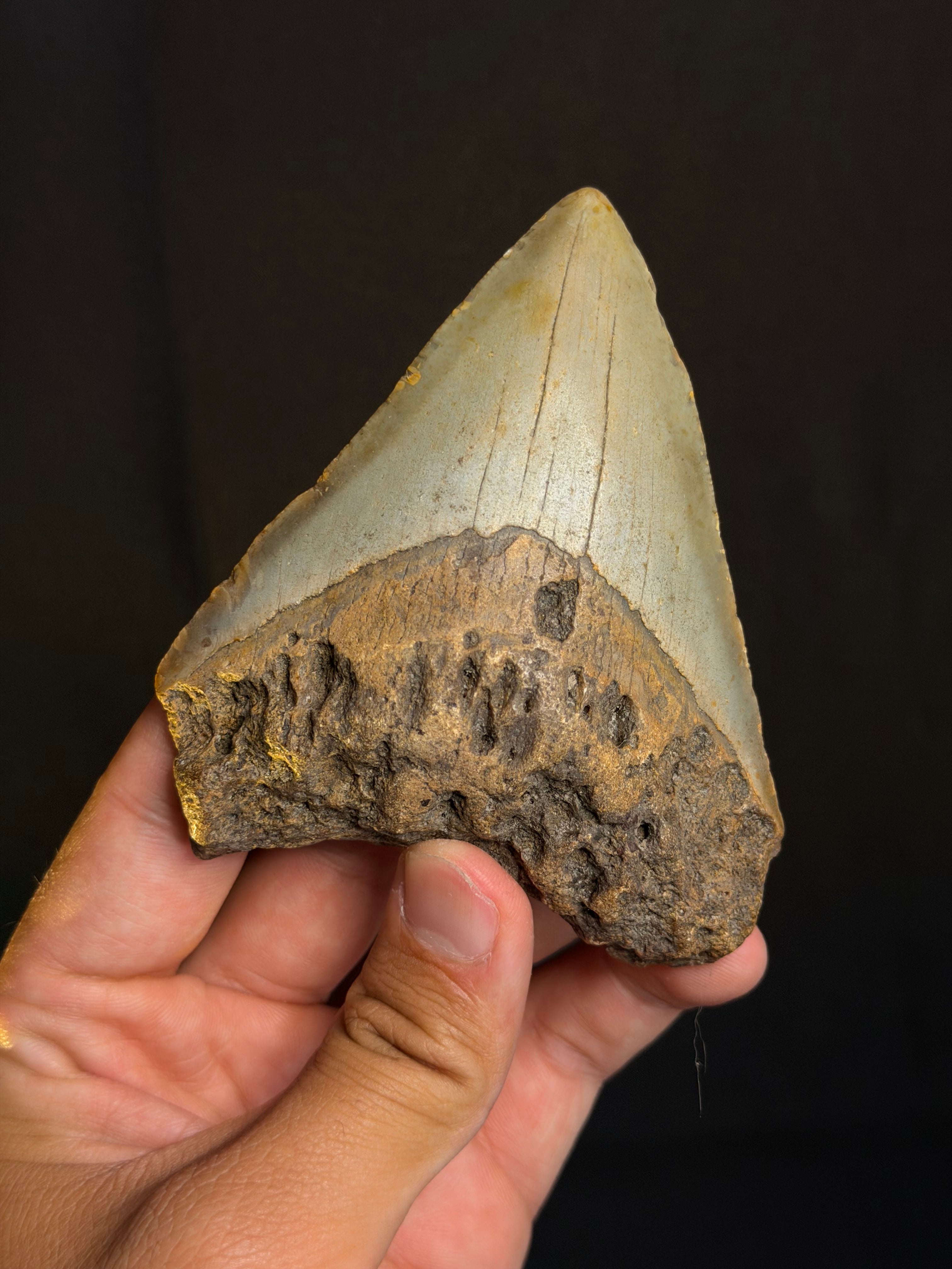 Megalodon Tooth - 4.04" - Ledge, North Carolina