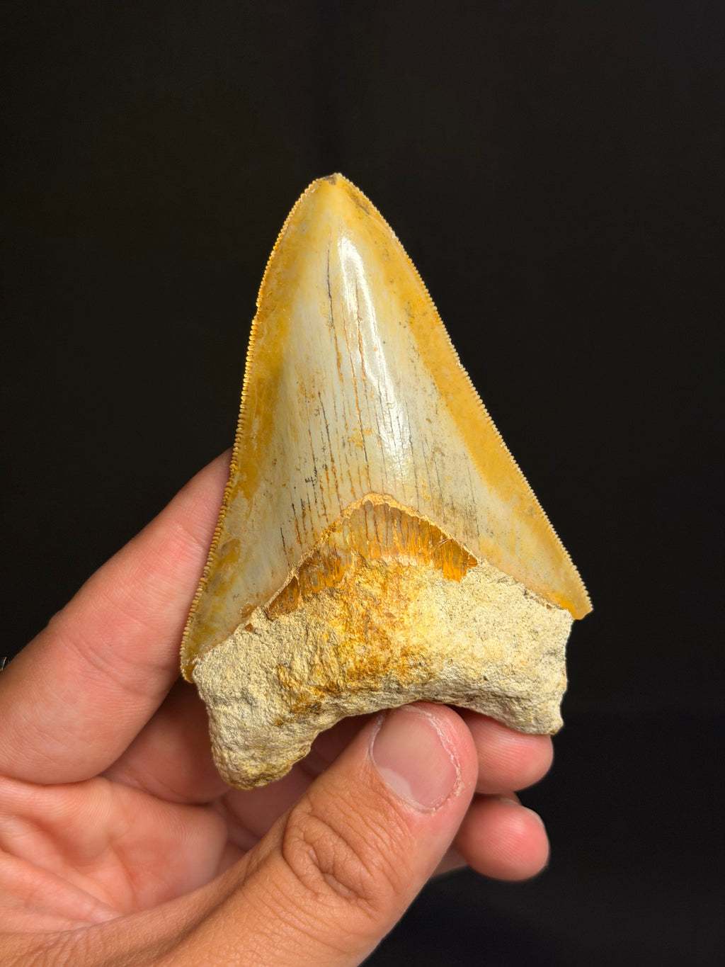 Megalodon Tooth – 3.75” – Indonesia