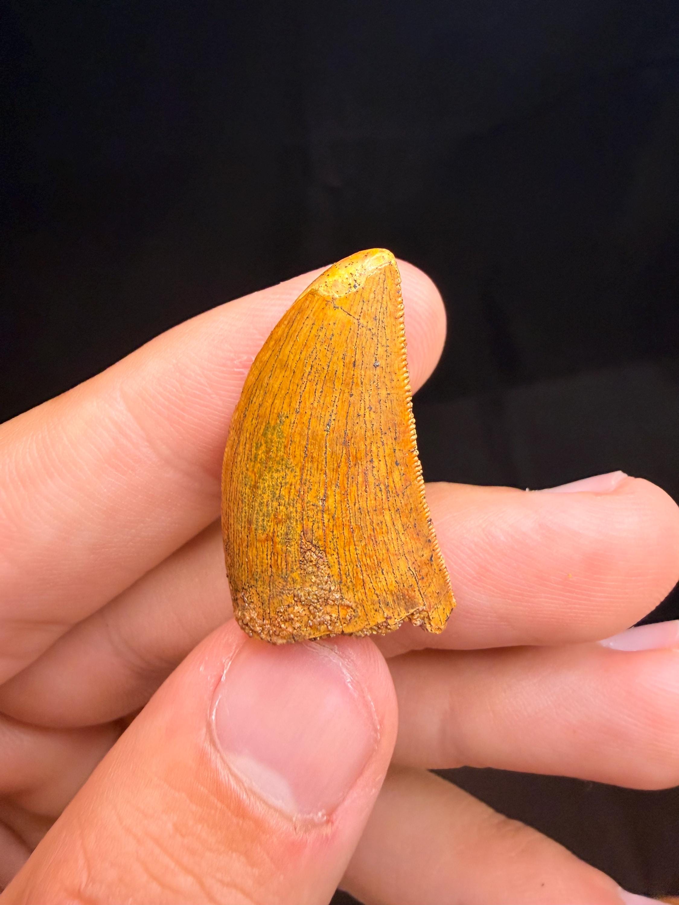Carcharodontosaurus Dinosaur Tooth - 1.25 inches