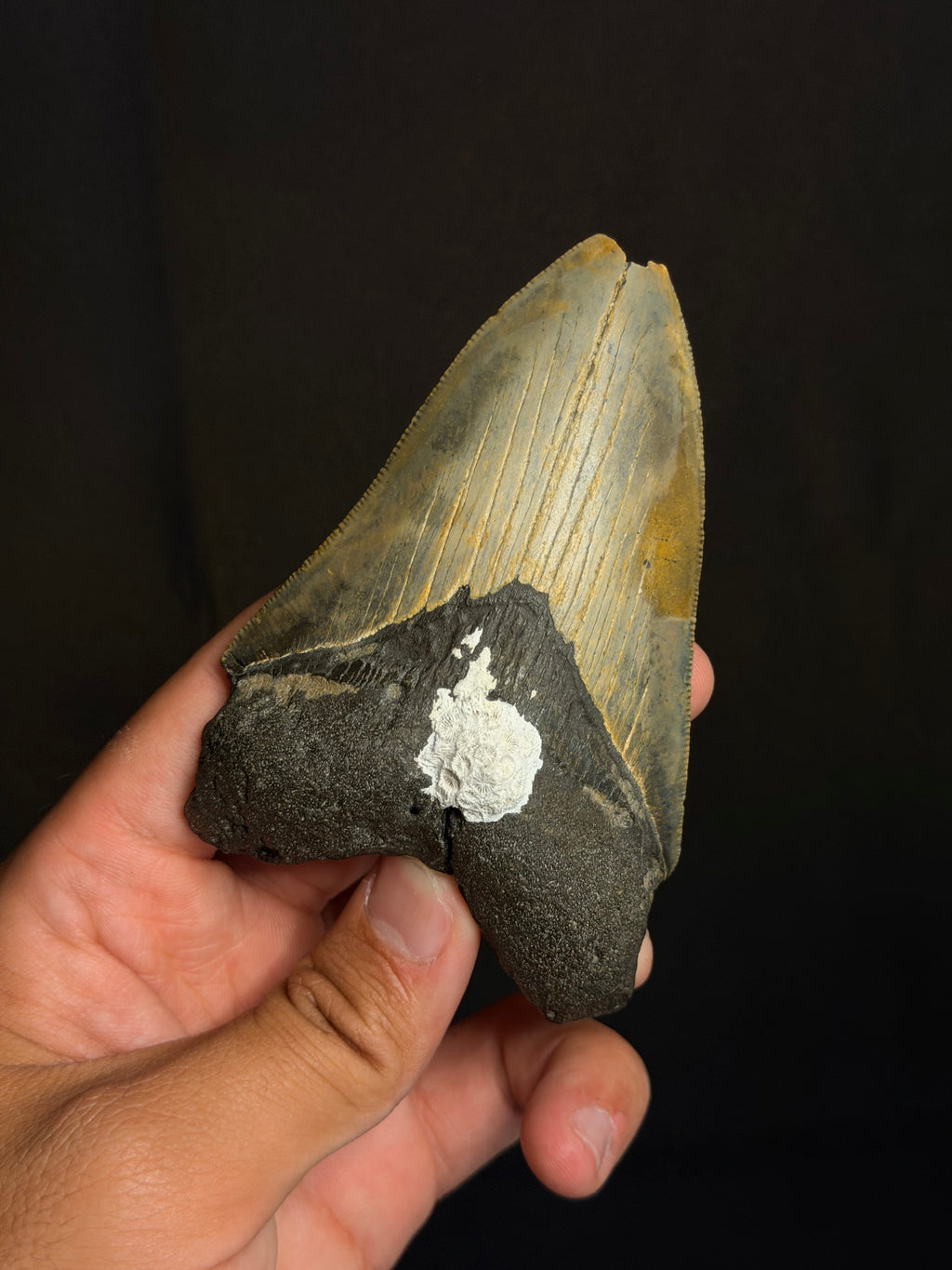 Megalodon Tooth - 4.29 - Ledge, North Carolina