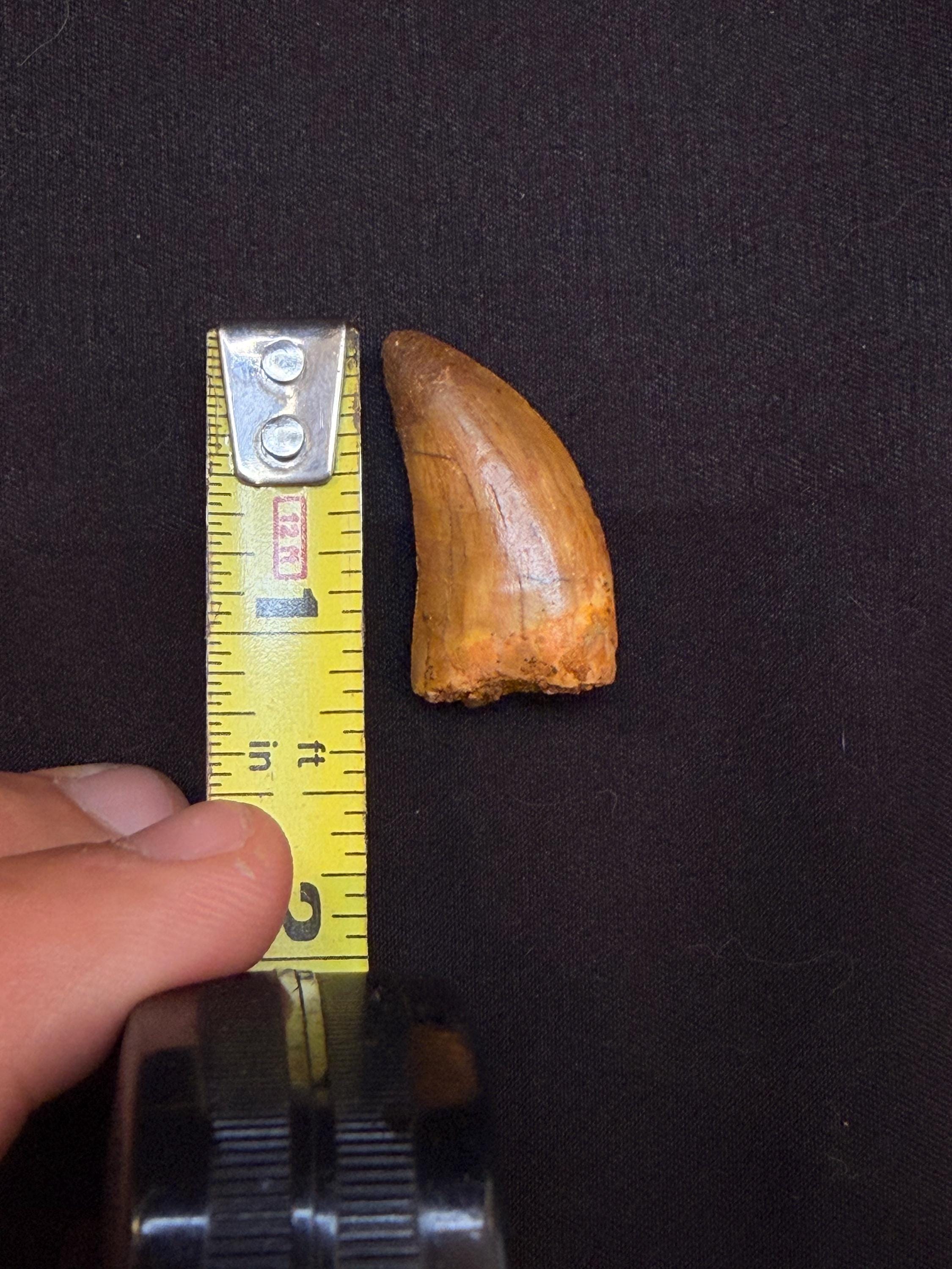 Carcharodontosaurus Dinosaur Tooth - 1.25 inches