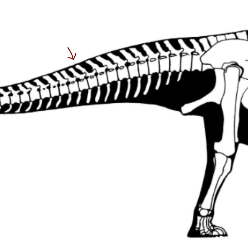 Camarasaurus Tail Vertebra Spike - Morrison Formation