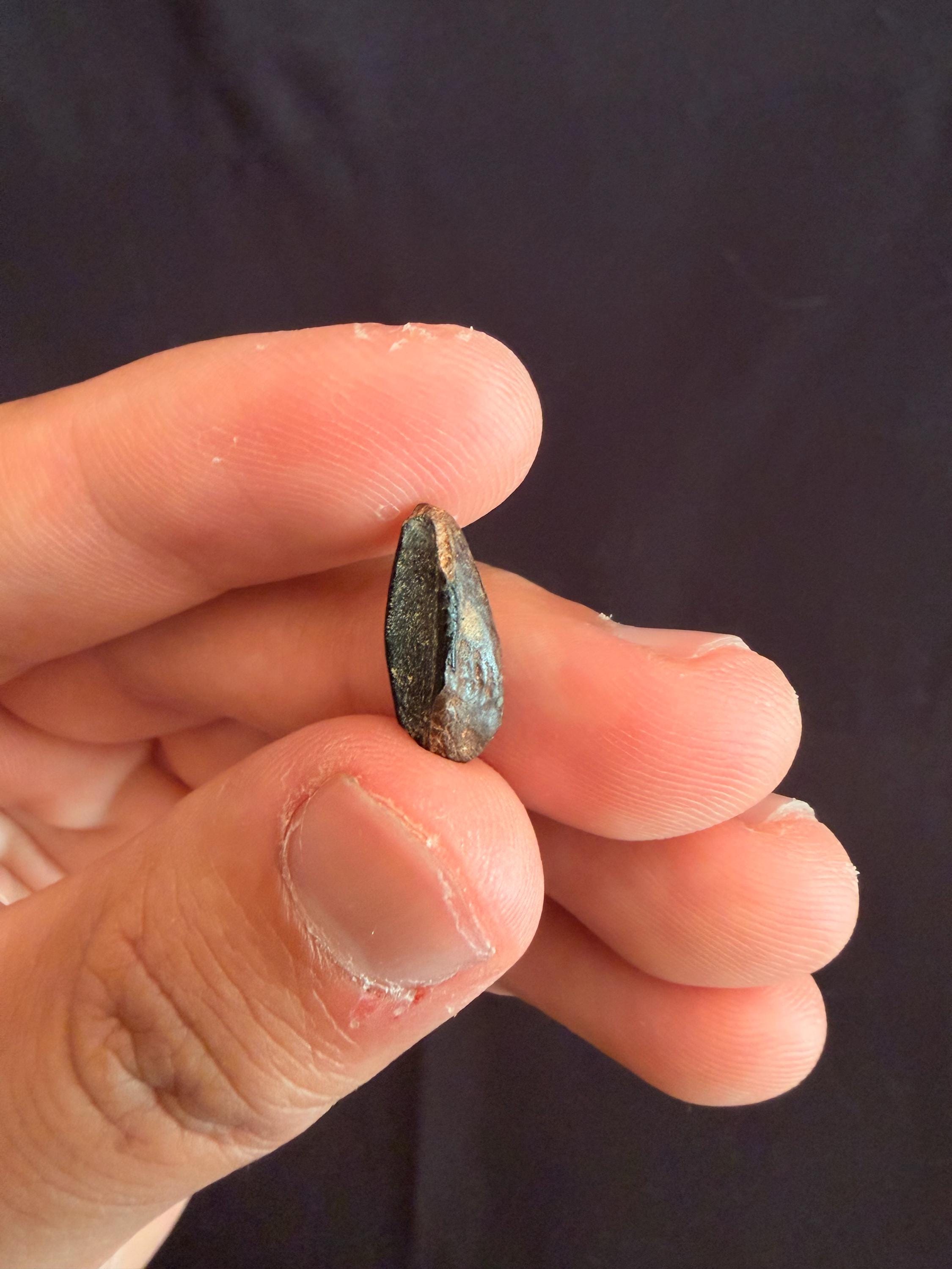 Hadrosaur Tooth - Judith River Formation