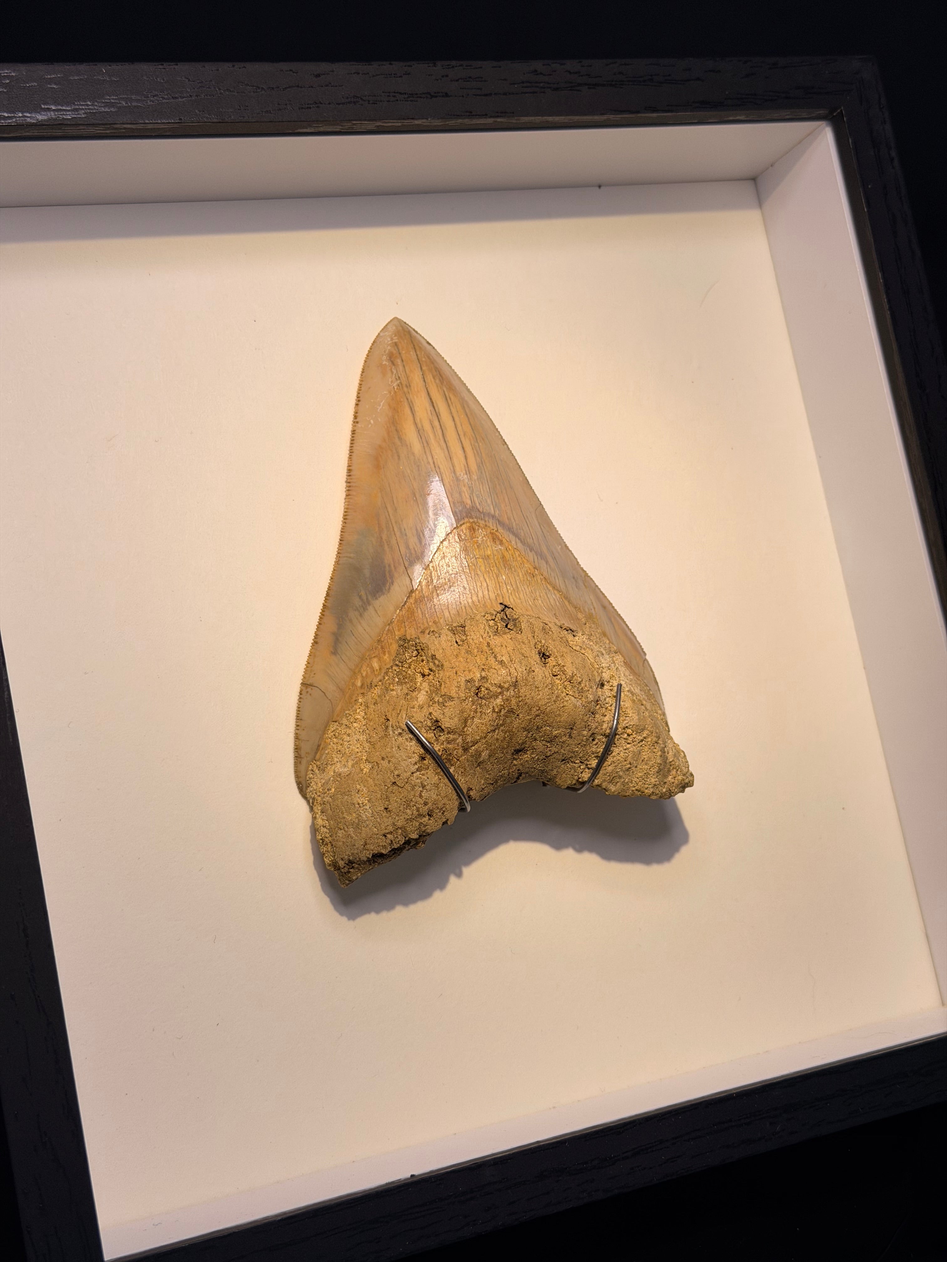 Framed Megalodon Tooth – 4.80” – Indonesia