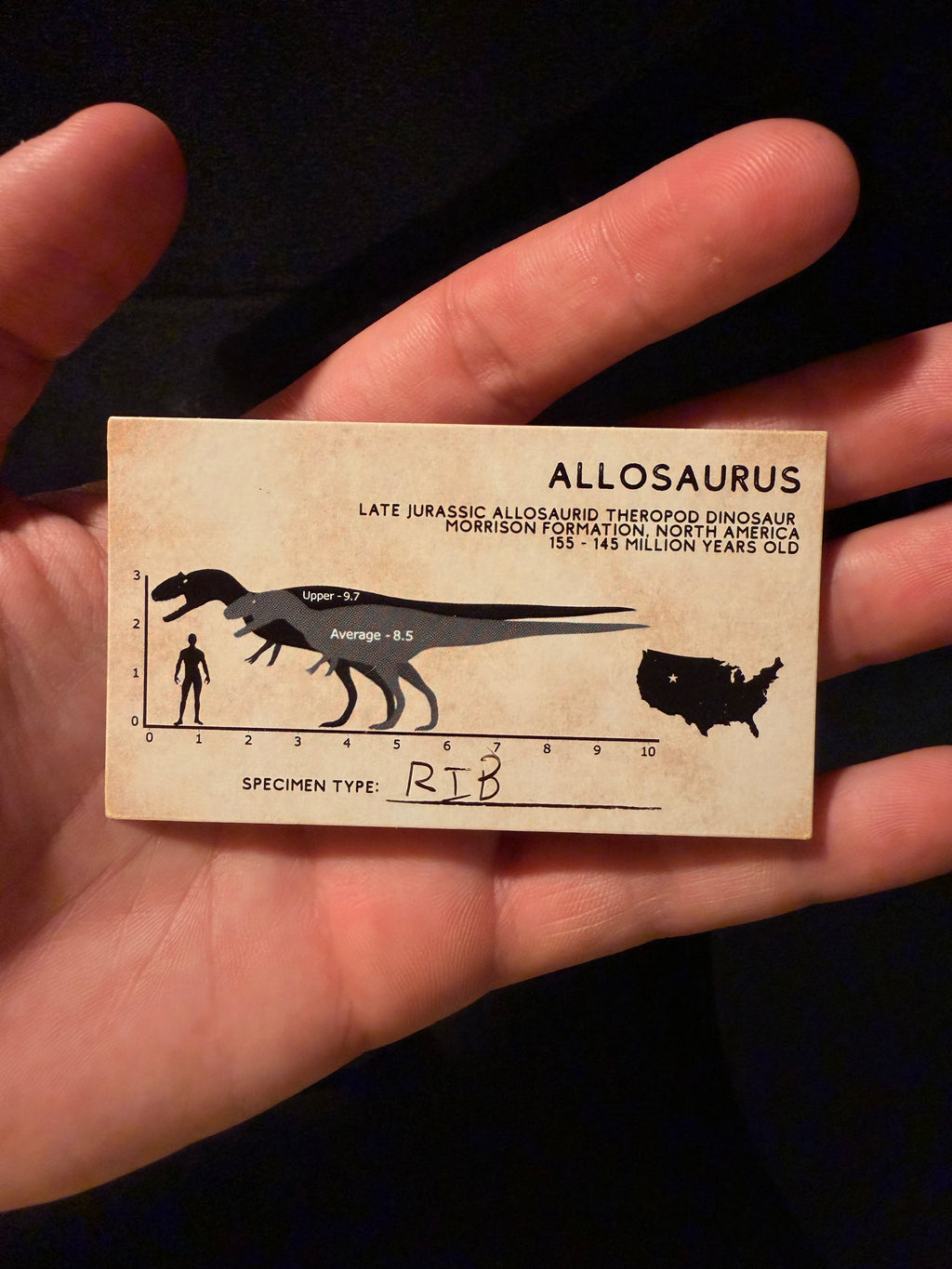 Allosaurus Rib - Morrison Formation