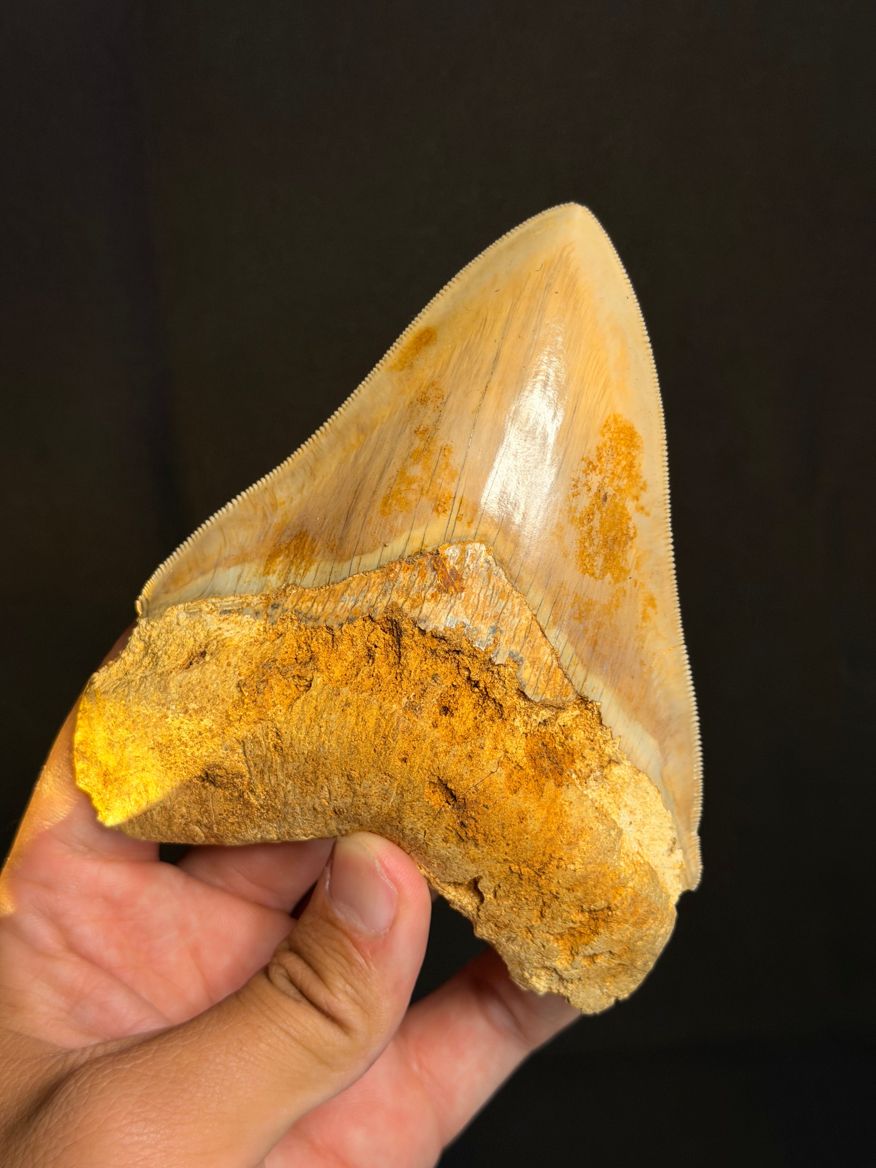 Megalodon Tooth – 4.99” – Indonesia