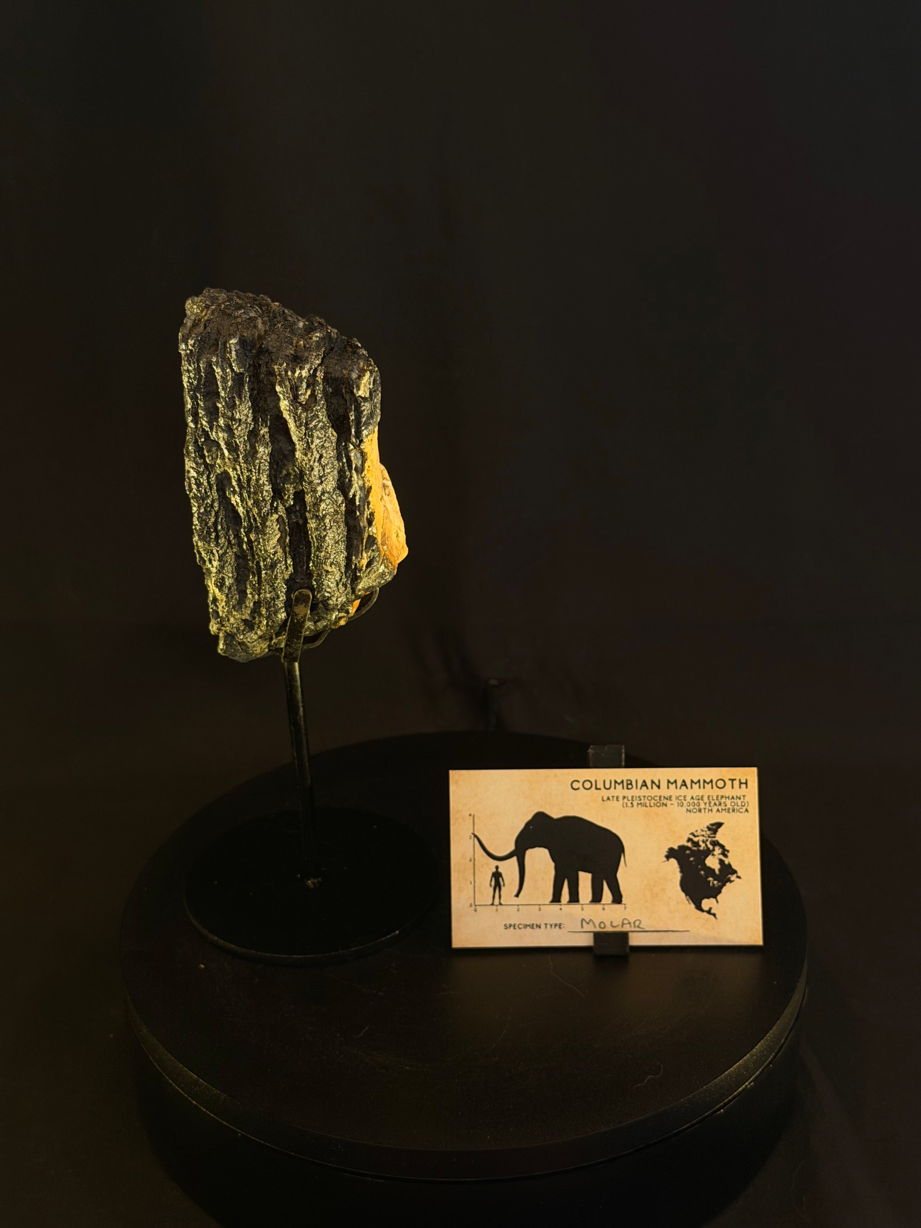 Columbian Mammoth Tooth