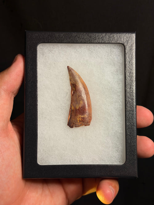 Carcharodontosaurus Tooth – 1.92" – Kem Kem Beds, Morocco