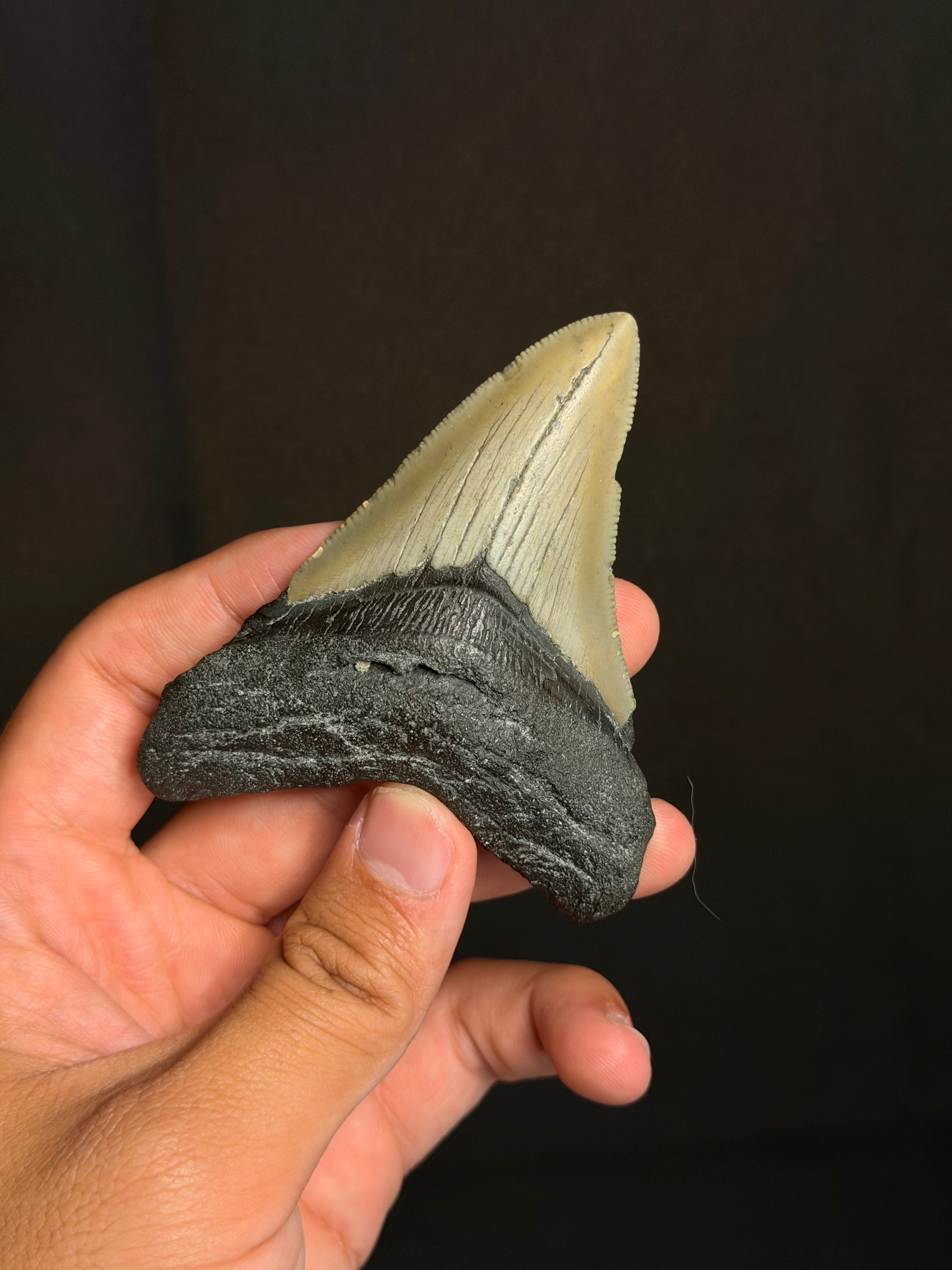 Megalodon Tooth - 3.66" - Ledge, North Carolina