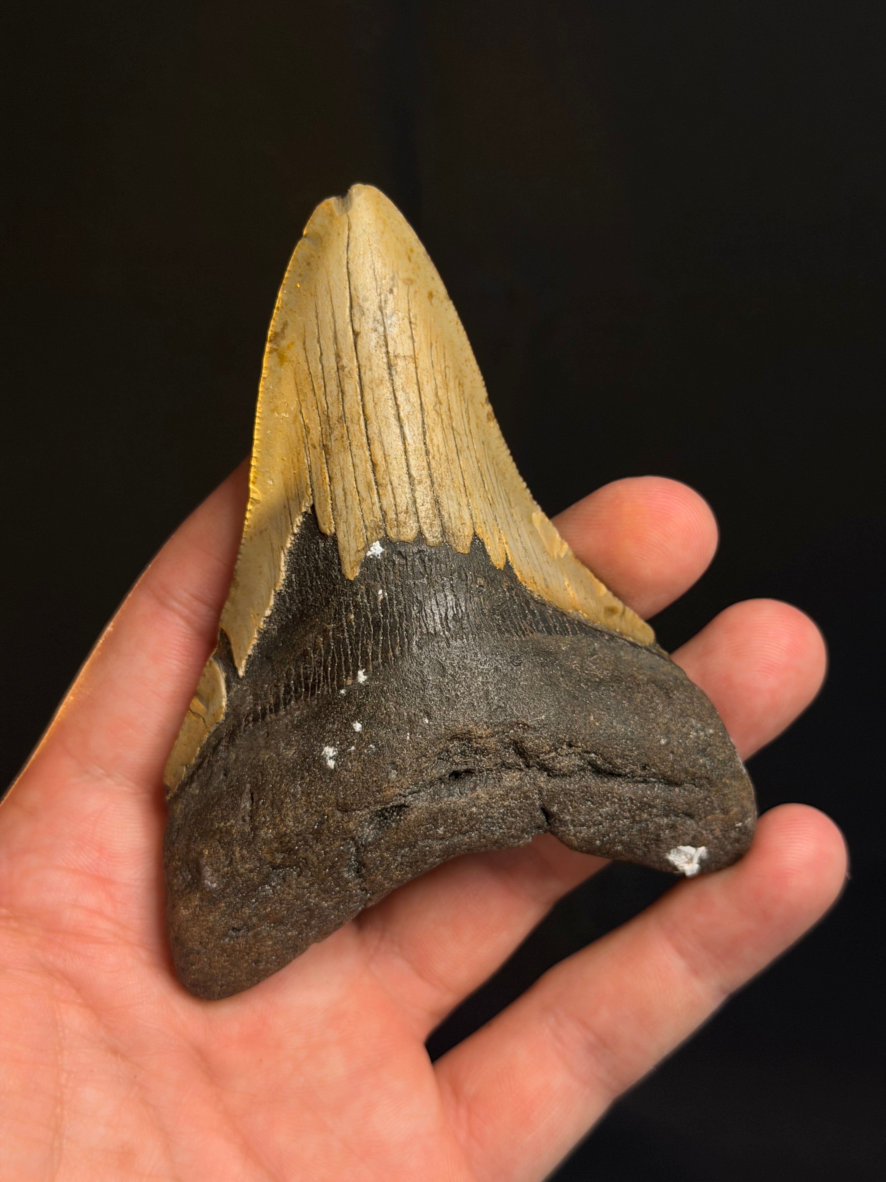 Megalodon Tooth - 4.23" - Ledge, North Carolina