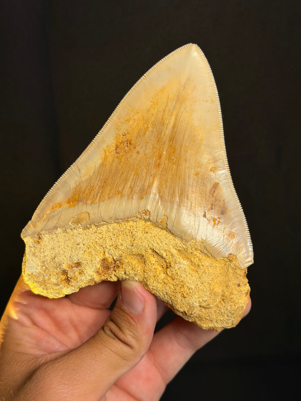 Megalodon Tooth – 4.99” – Indonesia