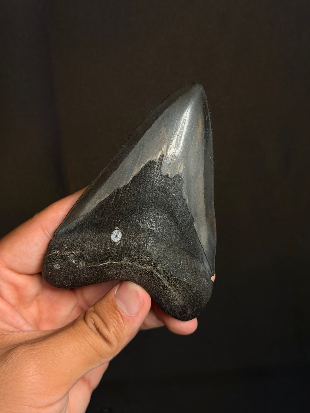 Megalodon Tooth - 4.26" - Ledge, North Carolina