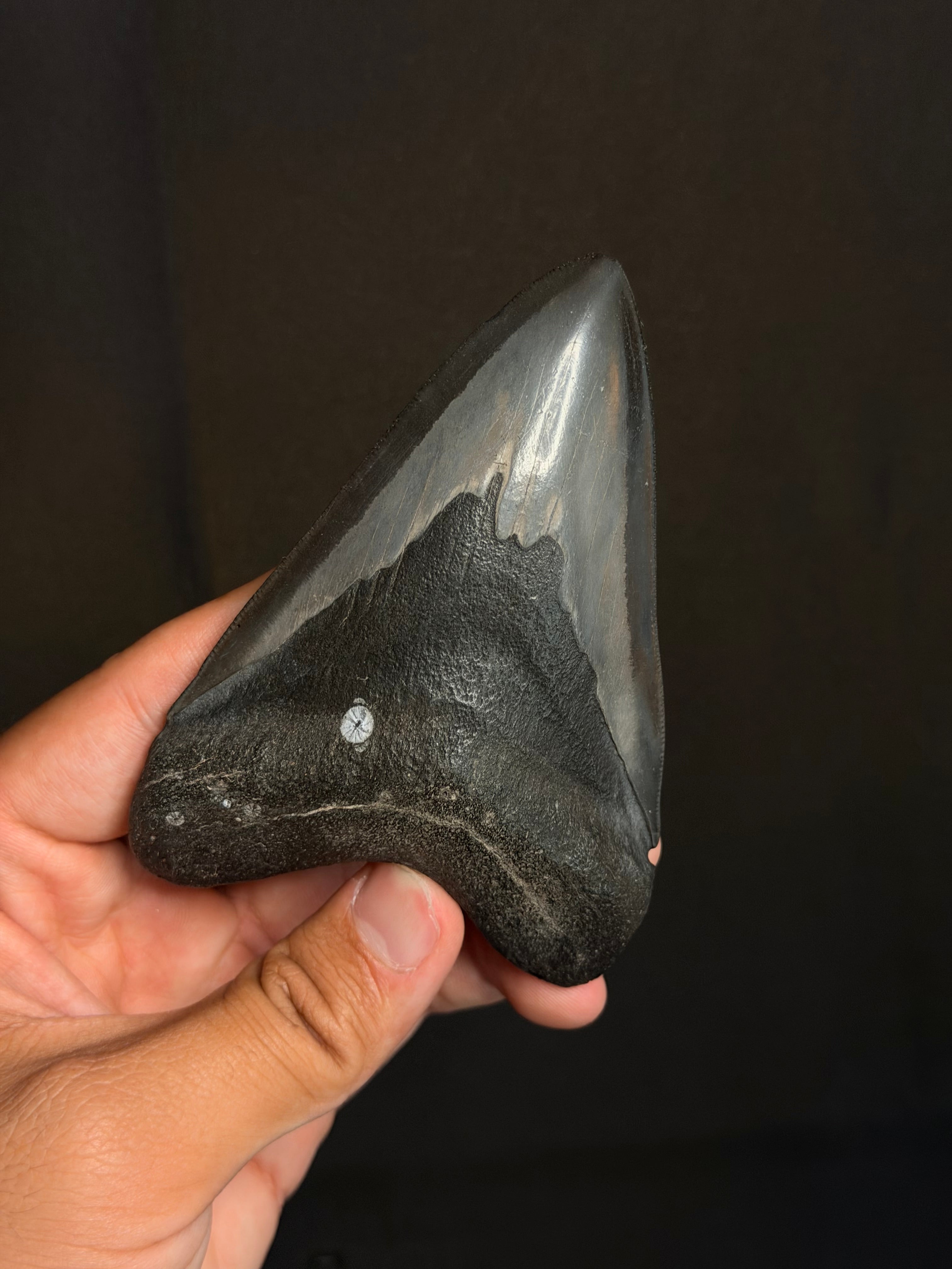 Megalodon Tooth - 4.26" - Ledge, North Carolina