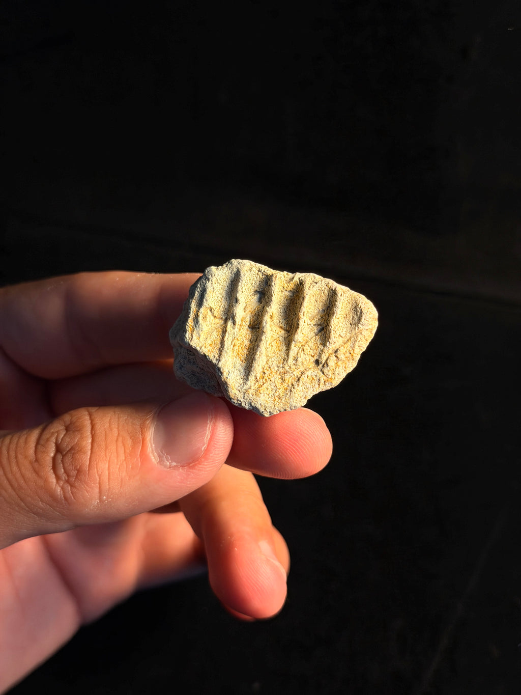 Hadrosaur (Edmontosaurus) Jaw – 1.63" – Hell Creek Formation, Montana