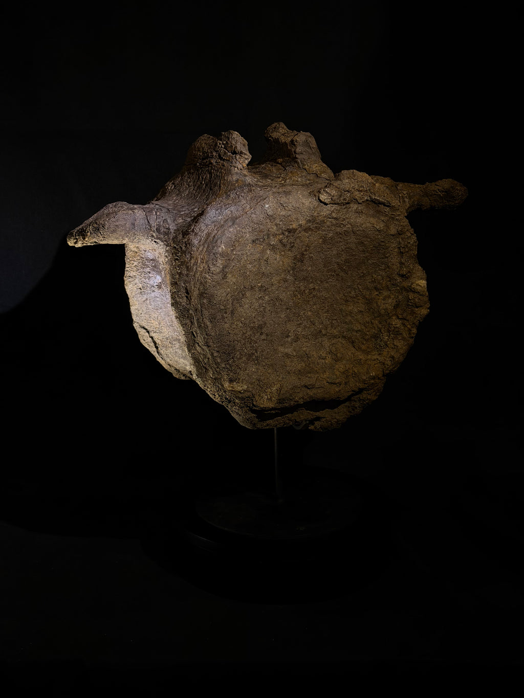 Camarasaurus Vertebra - Morrison Formation