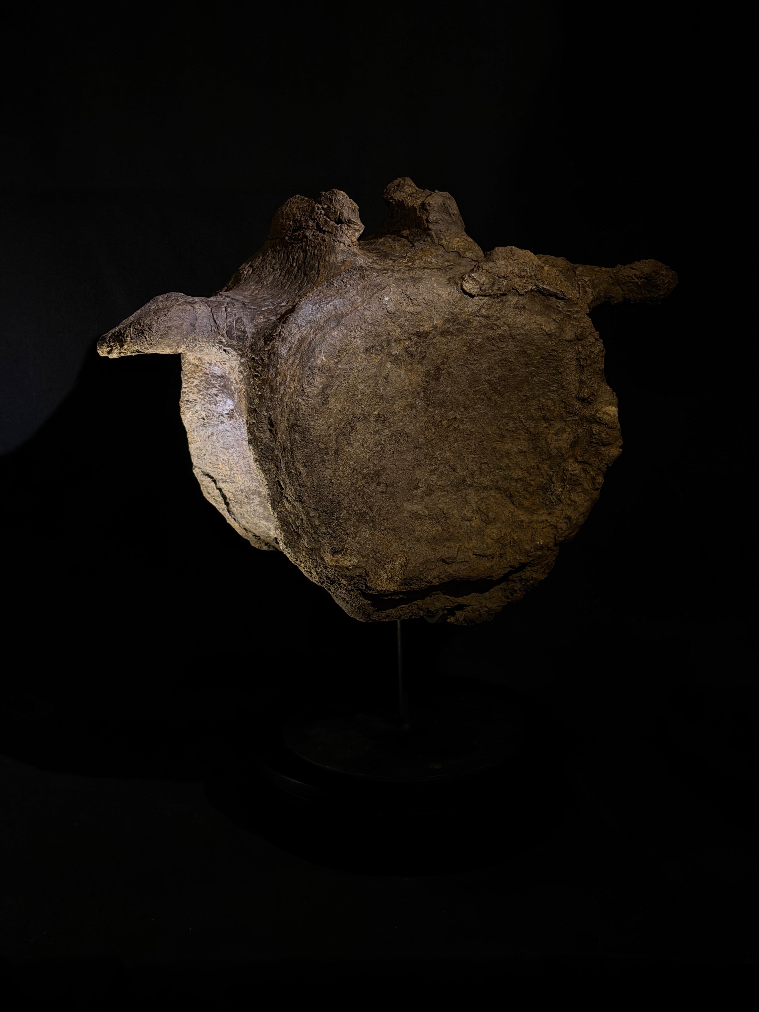 Camarasaurus Vertebra - Morrison Formation