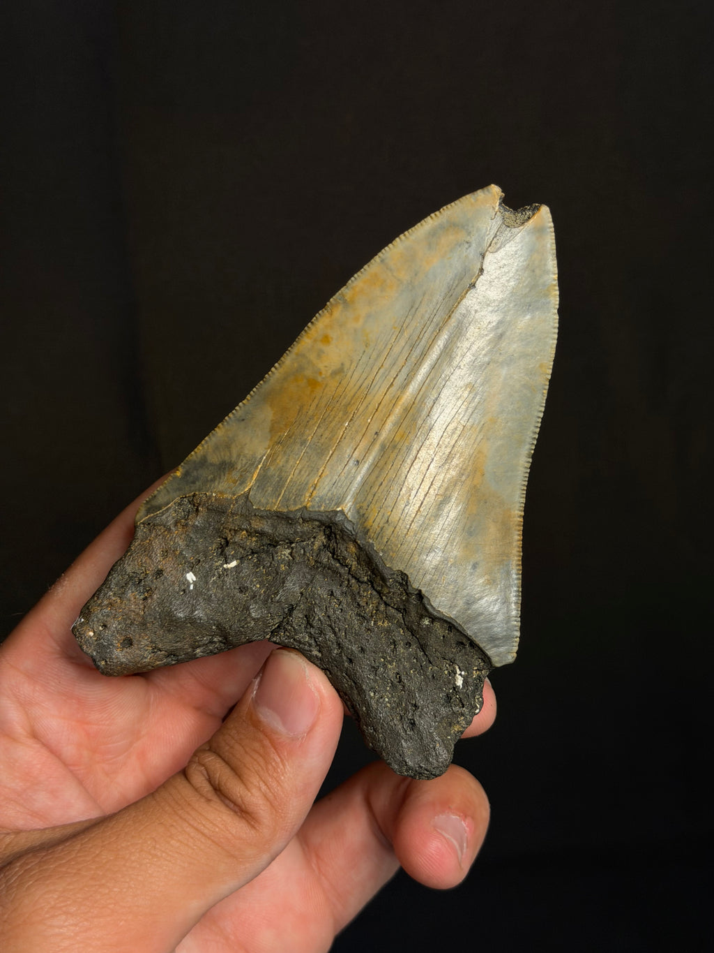 Megalodon Tooth - 4.29 - Ledge, North Carolina