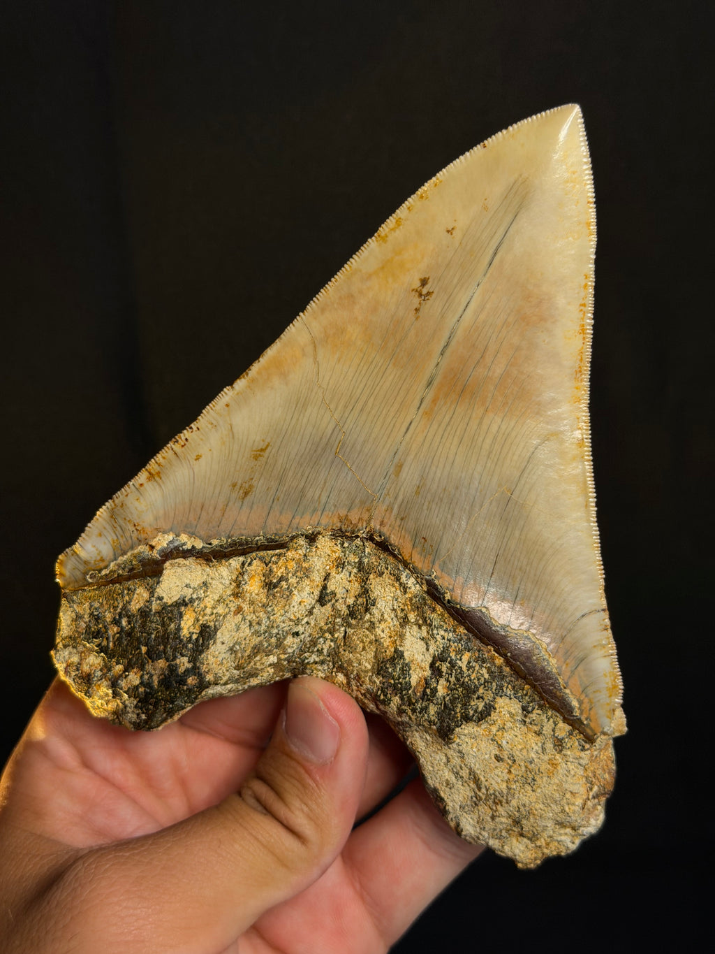 Megalodon Tooth – 5.57” – Indonesia