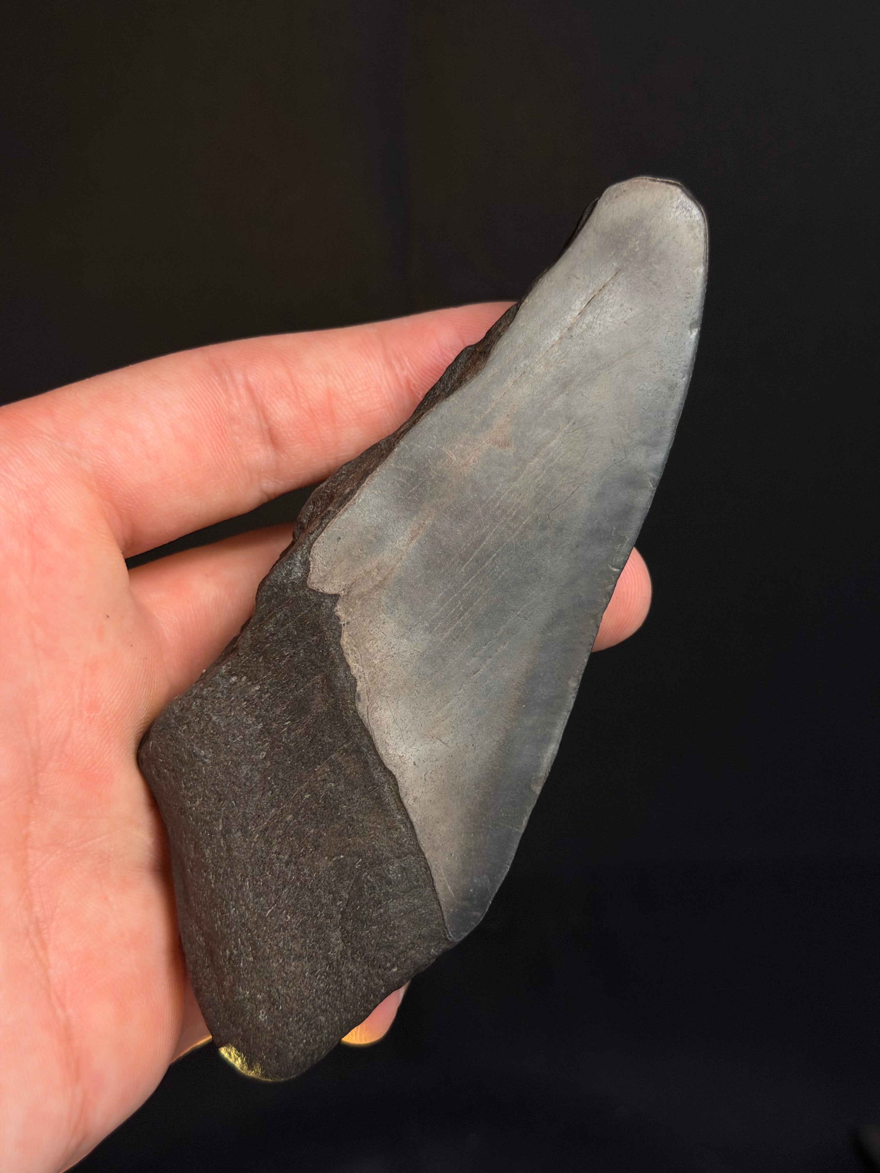 Megalodon Tooth Fragment – 4.75” – Georgia rivers
