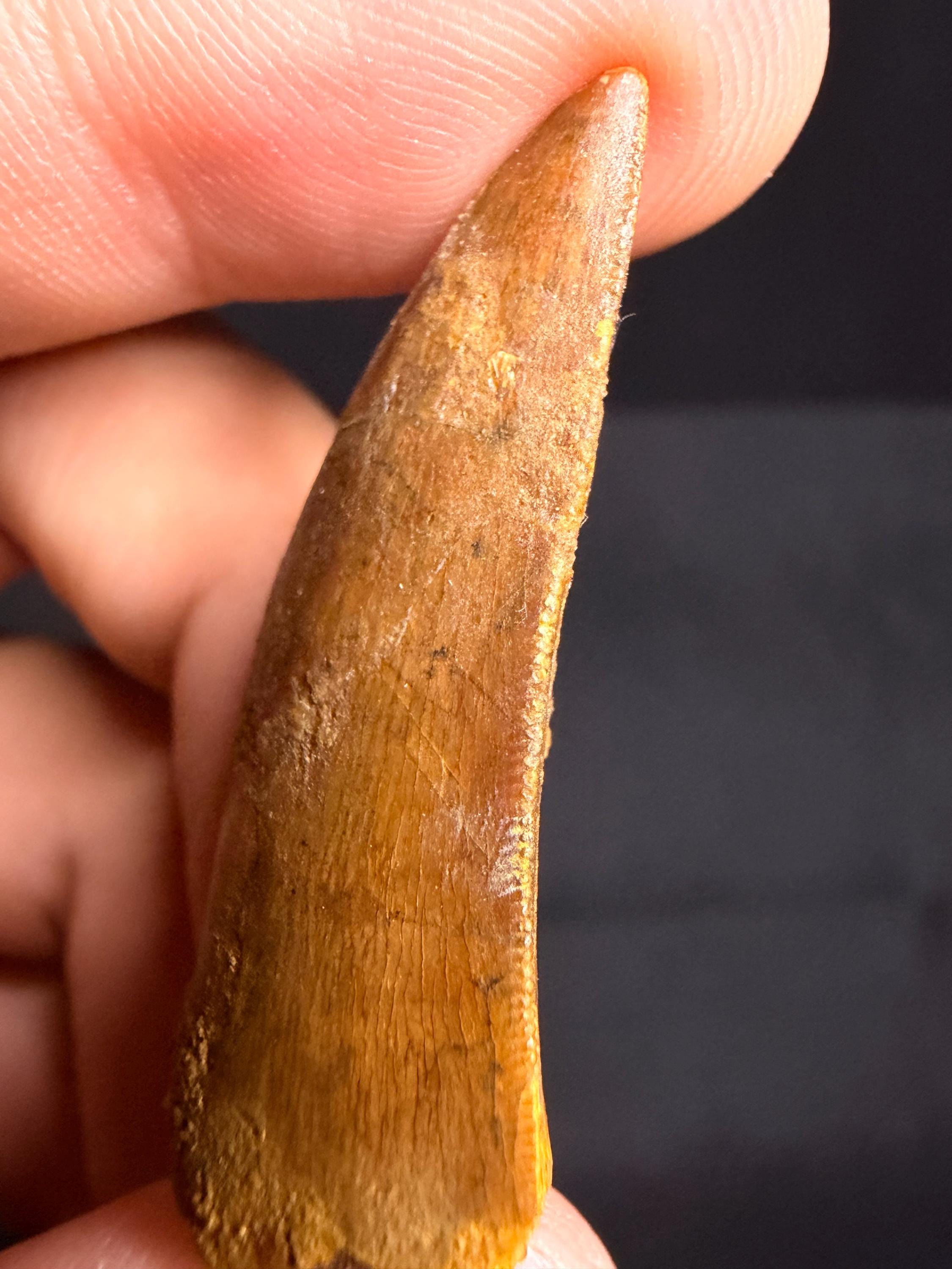 Carcharodontosaurus Dinosaur Tooth - 1.75 inches