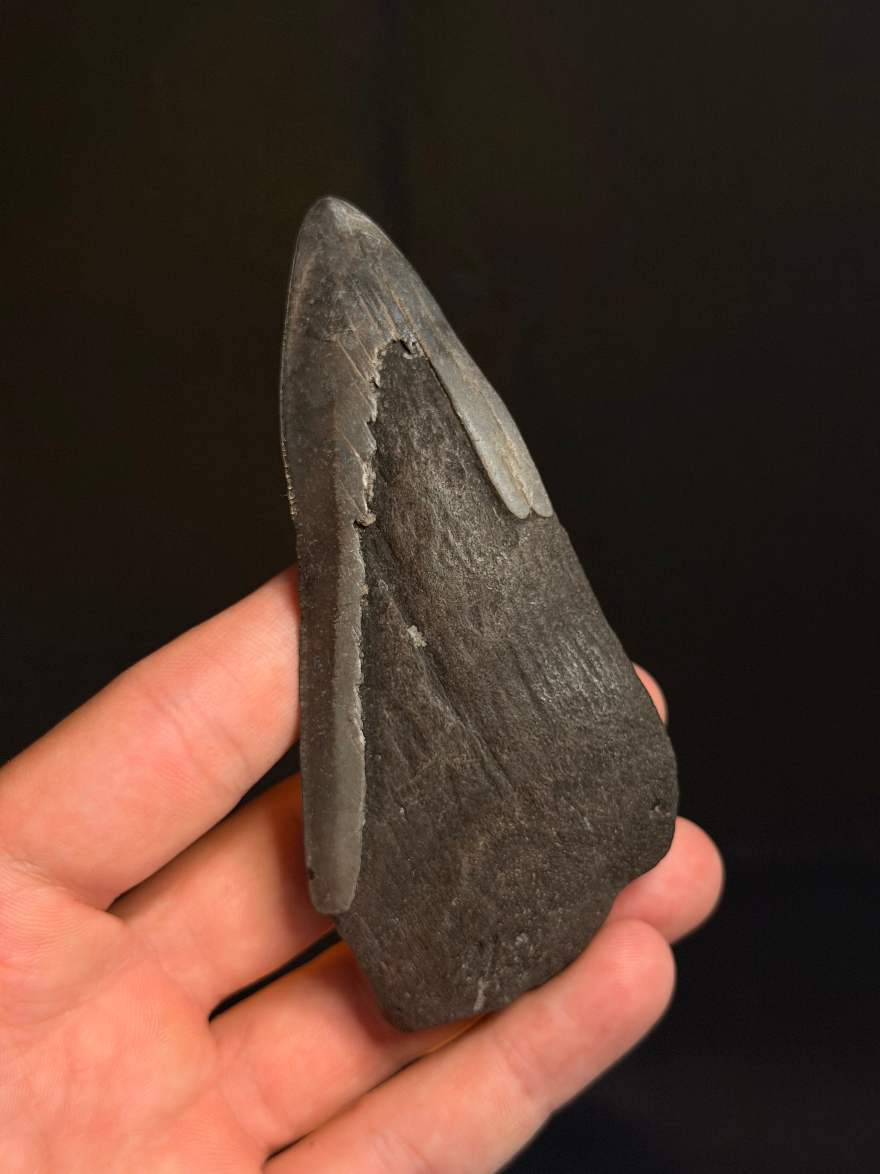 Megalodon Tooth Fragment – 4.45” – Georgia rivers
