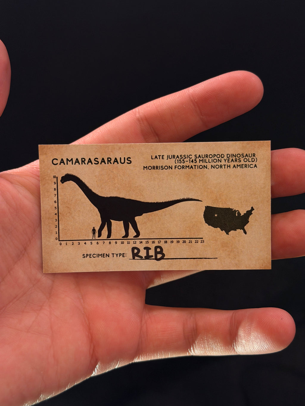 Camarasaurus Rib - 6.13” - Morrison Formation