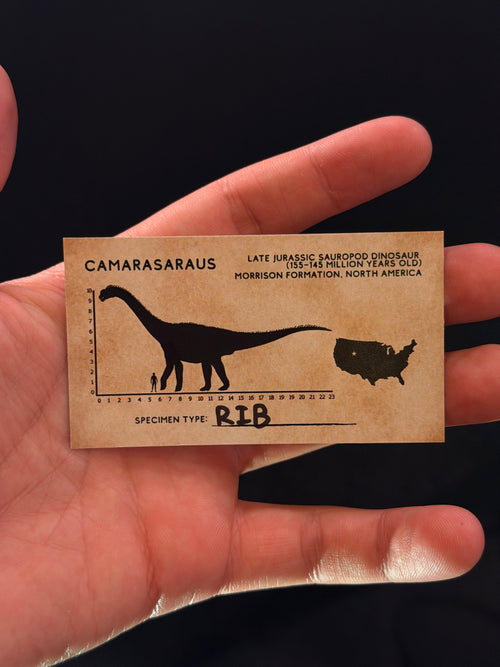 Camarasaurus Rib - 6.13” - Morrison Formation