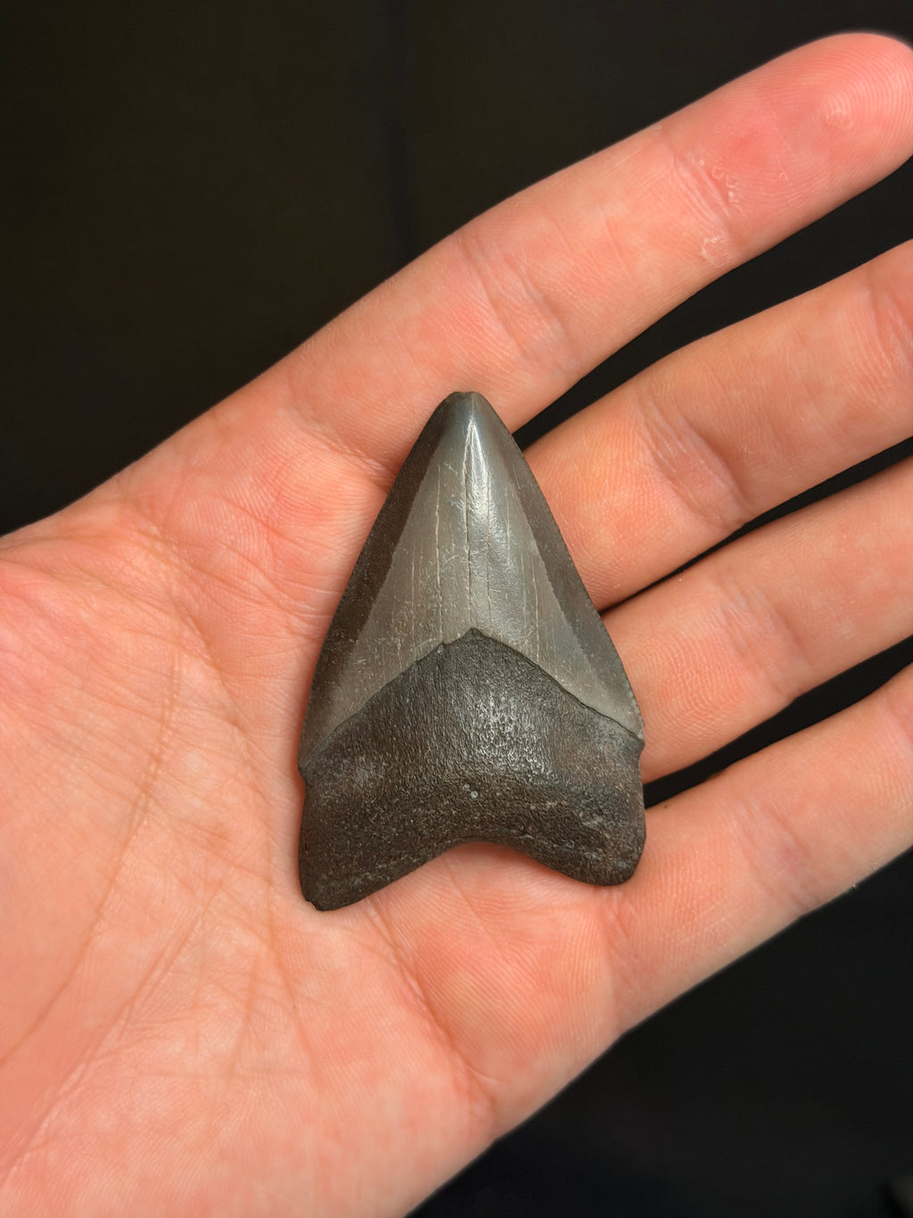 Megalodon Tooth - 2.39" - Georgia rivers