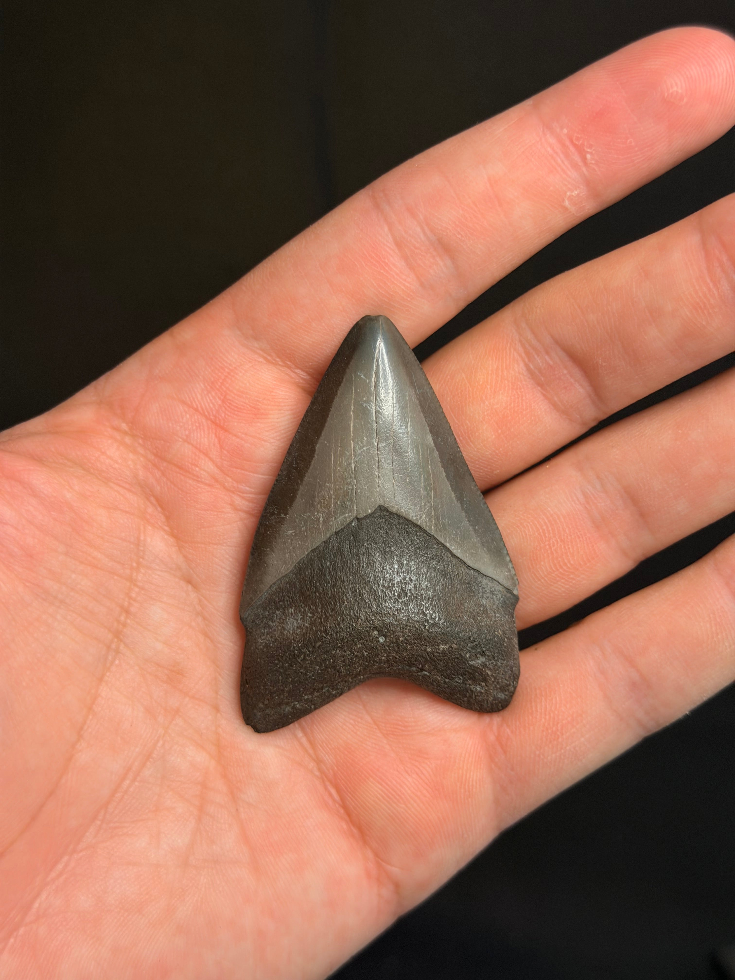 Megalodon Tooth - 2.39" - Georgia rivers