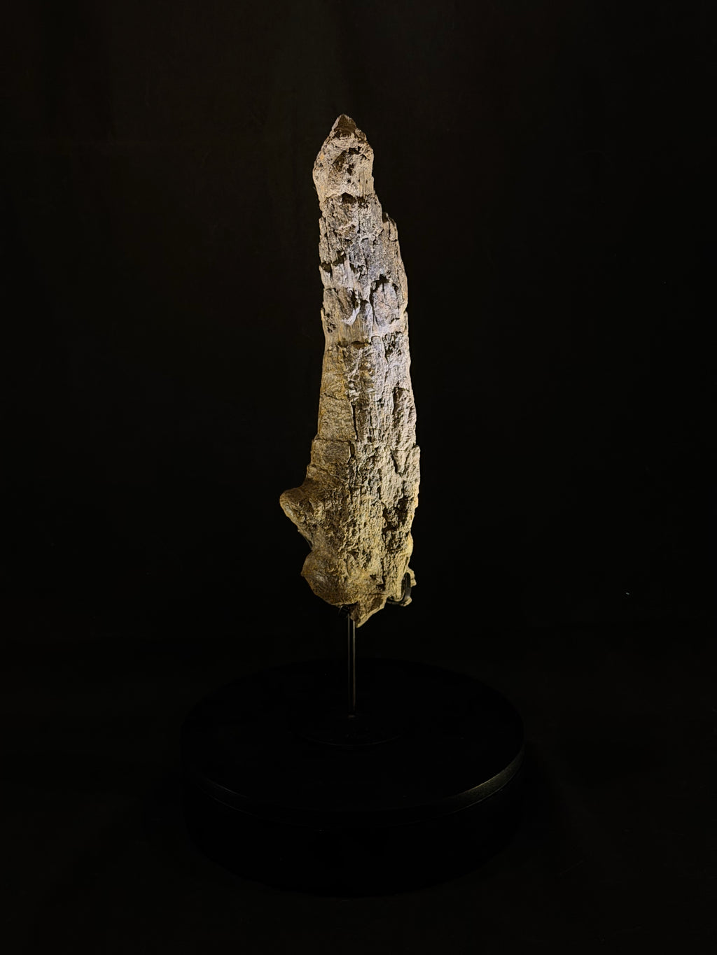 Camarasaurus Tail Vertebra Spike - Morrison Formation