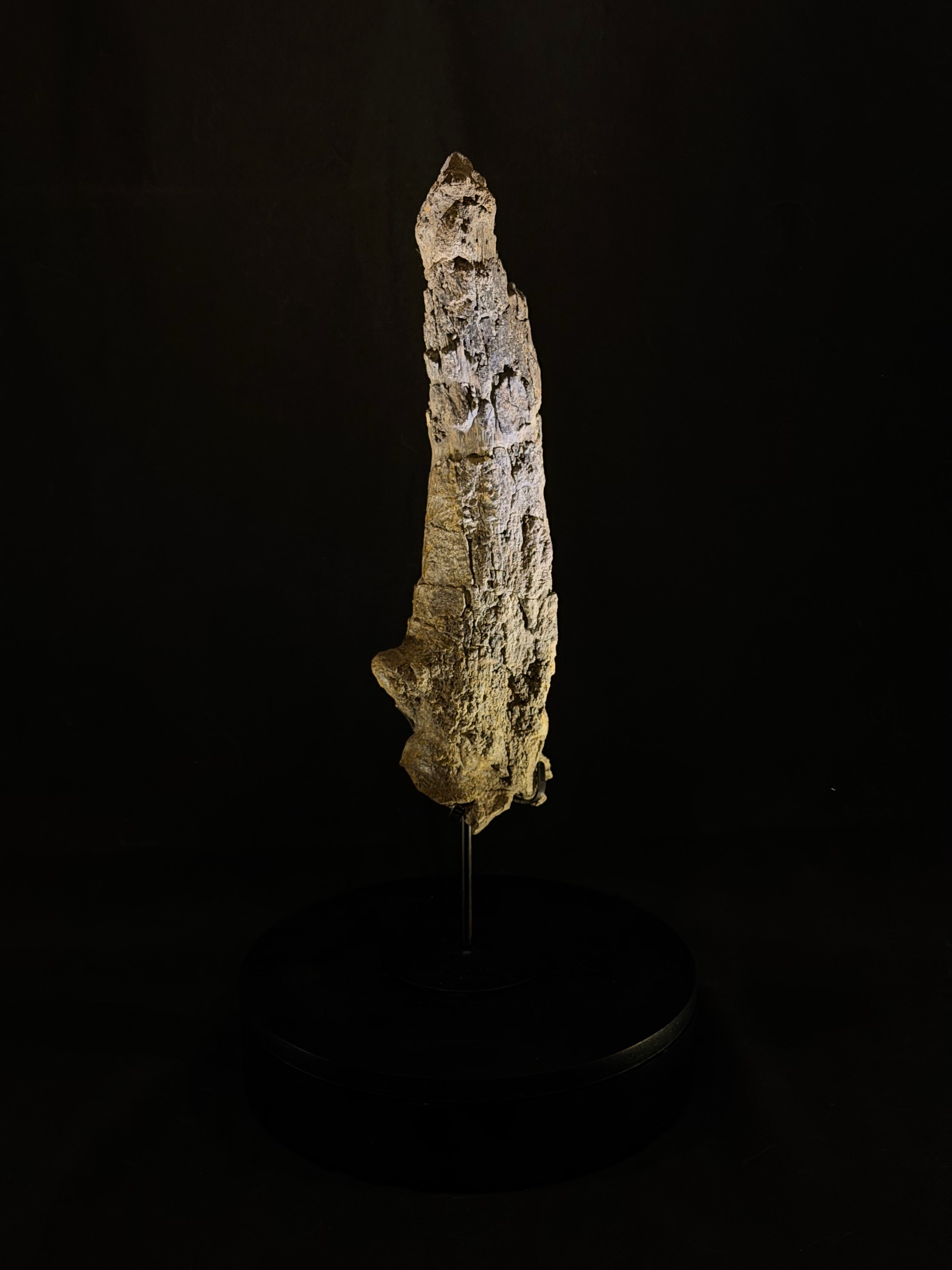 Camarasaurus Tail Vertebra Spike - Morrison Formation