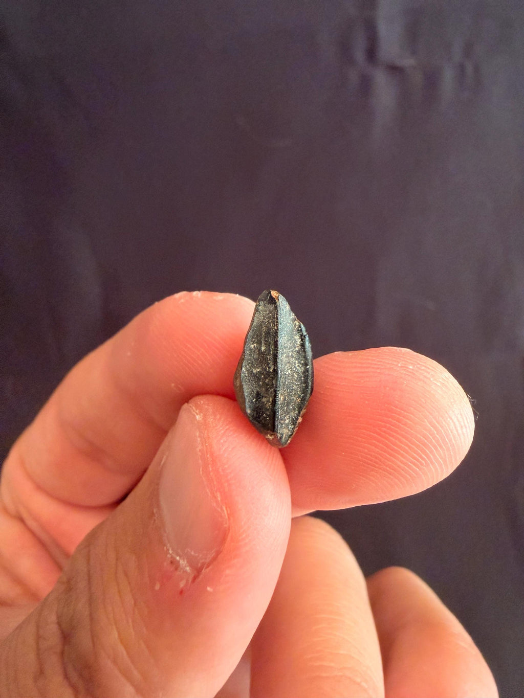 Hadrosaur Tooth - Judith River Formation