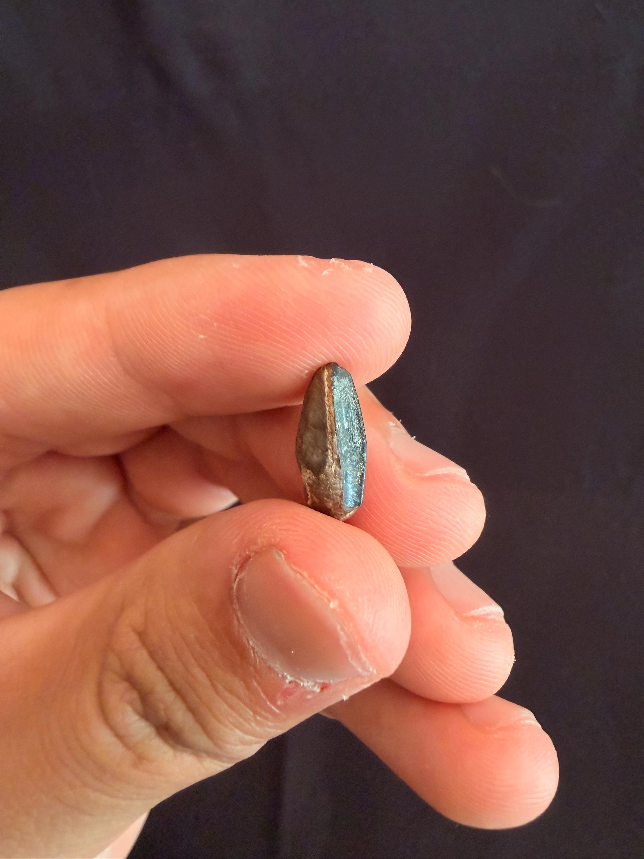 Hadrosaur Tooth - Judith River Formation