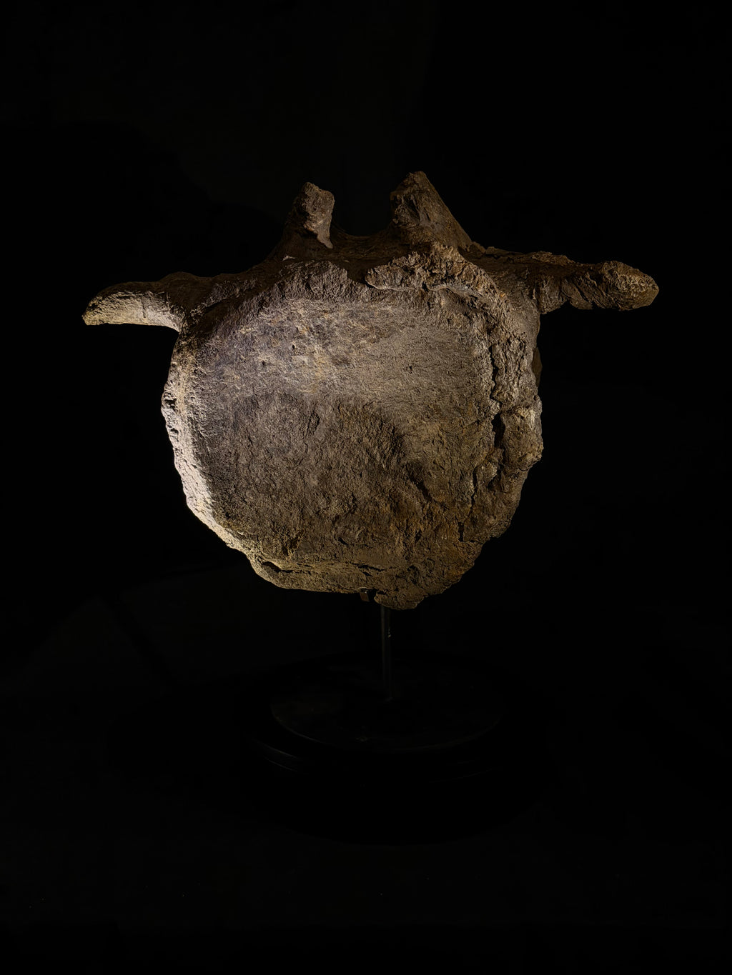 Camarasaurus Vertebra - Morrison Formation