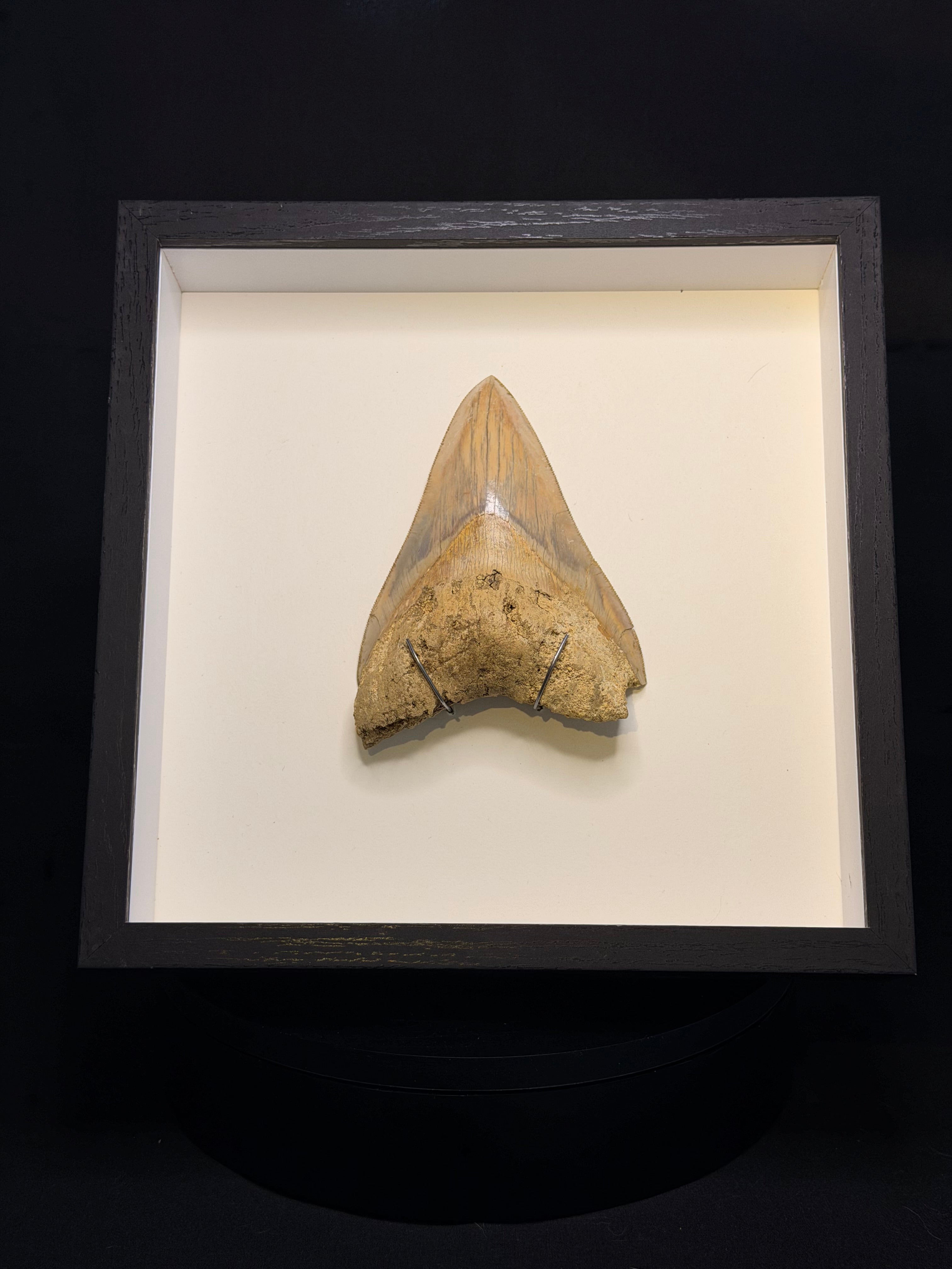 Framed Megalodon Tooth – 4.80” – Indonesia