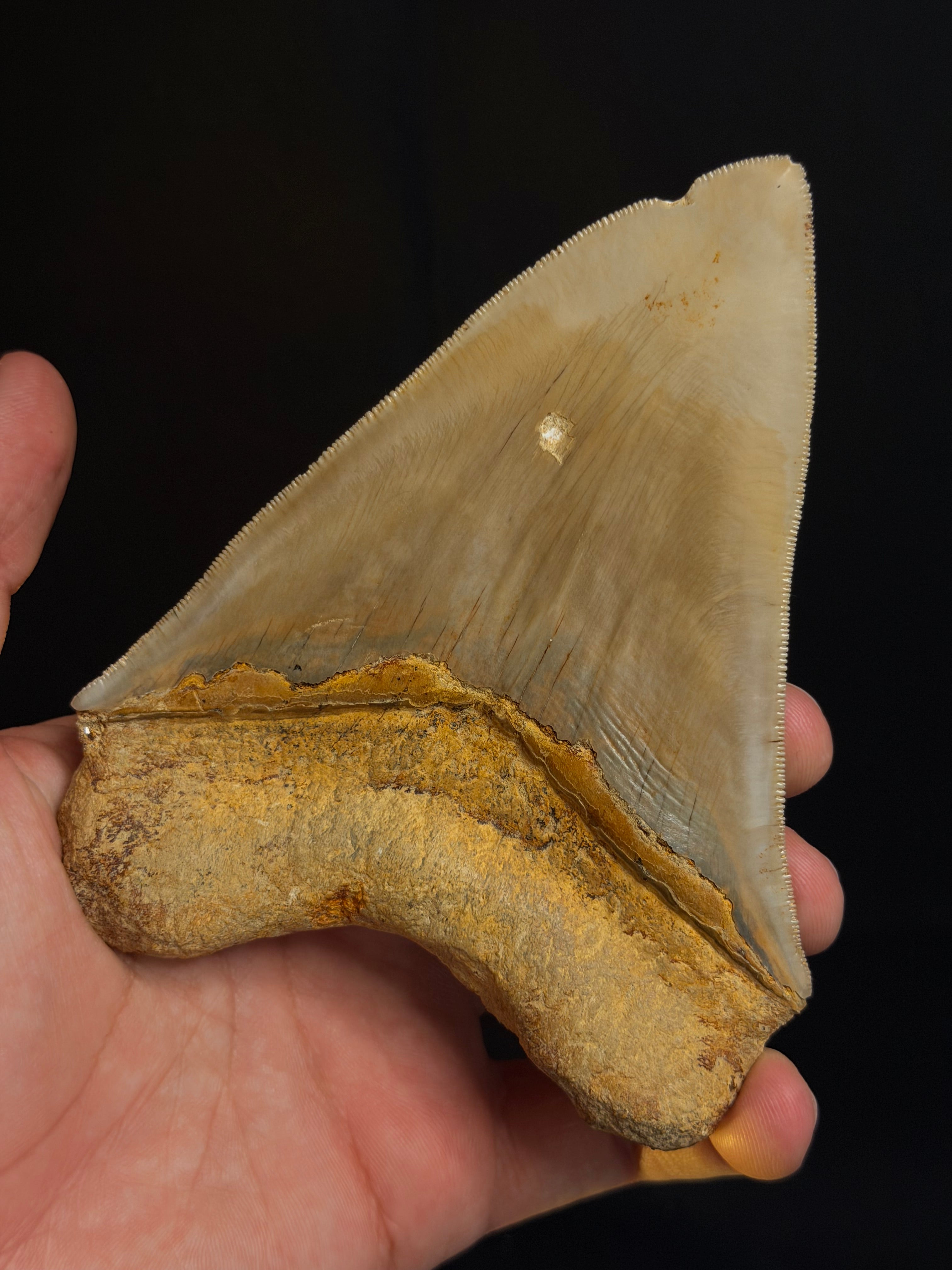 Megalodon Tooth – 5.10” – Indonesia
