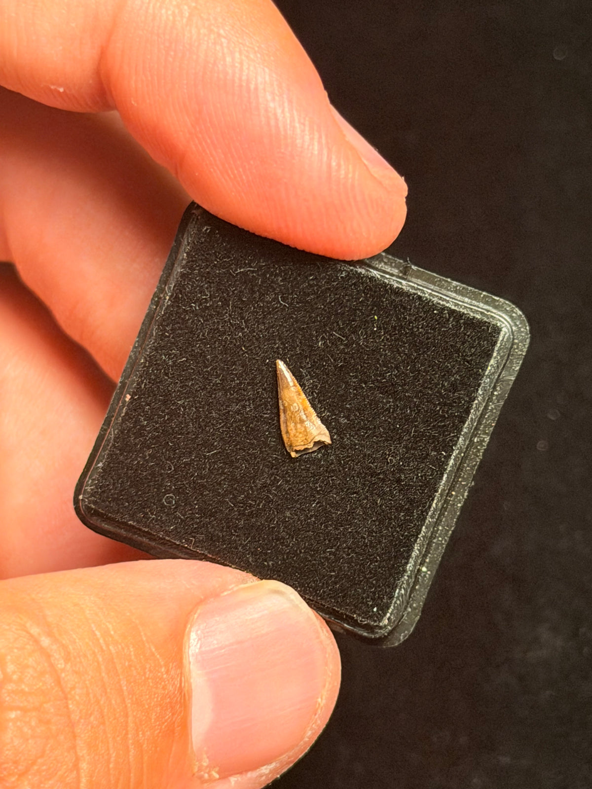 Richardoestesia Tooth – 0.30" – Hell Creek Formation, Montana